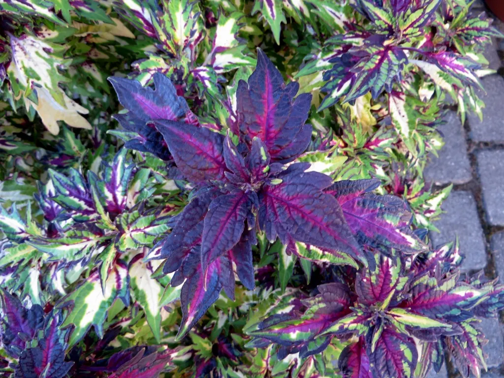 Coleus (Solenostemon Scutellarioides) — Regular feeding with a balanced