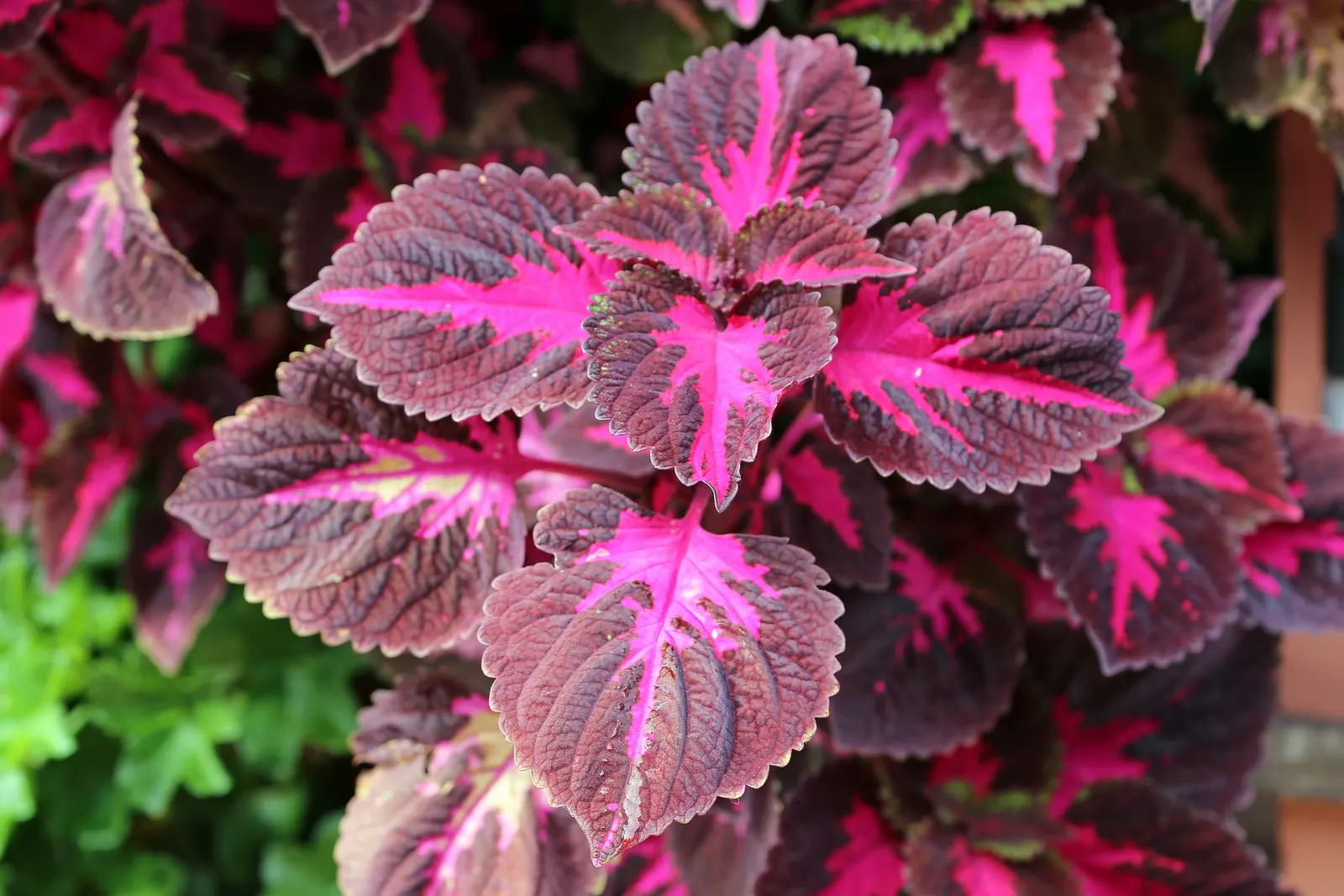 Coleus (Solenostemon Scutellarioides) — notable for its eye-catching foliage; from deep burgundy and bright scarlet to chartreuse and electric lime green