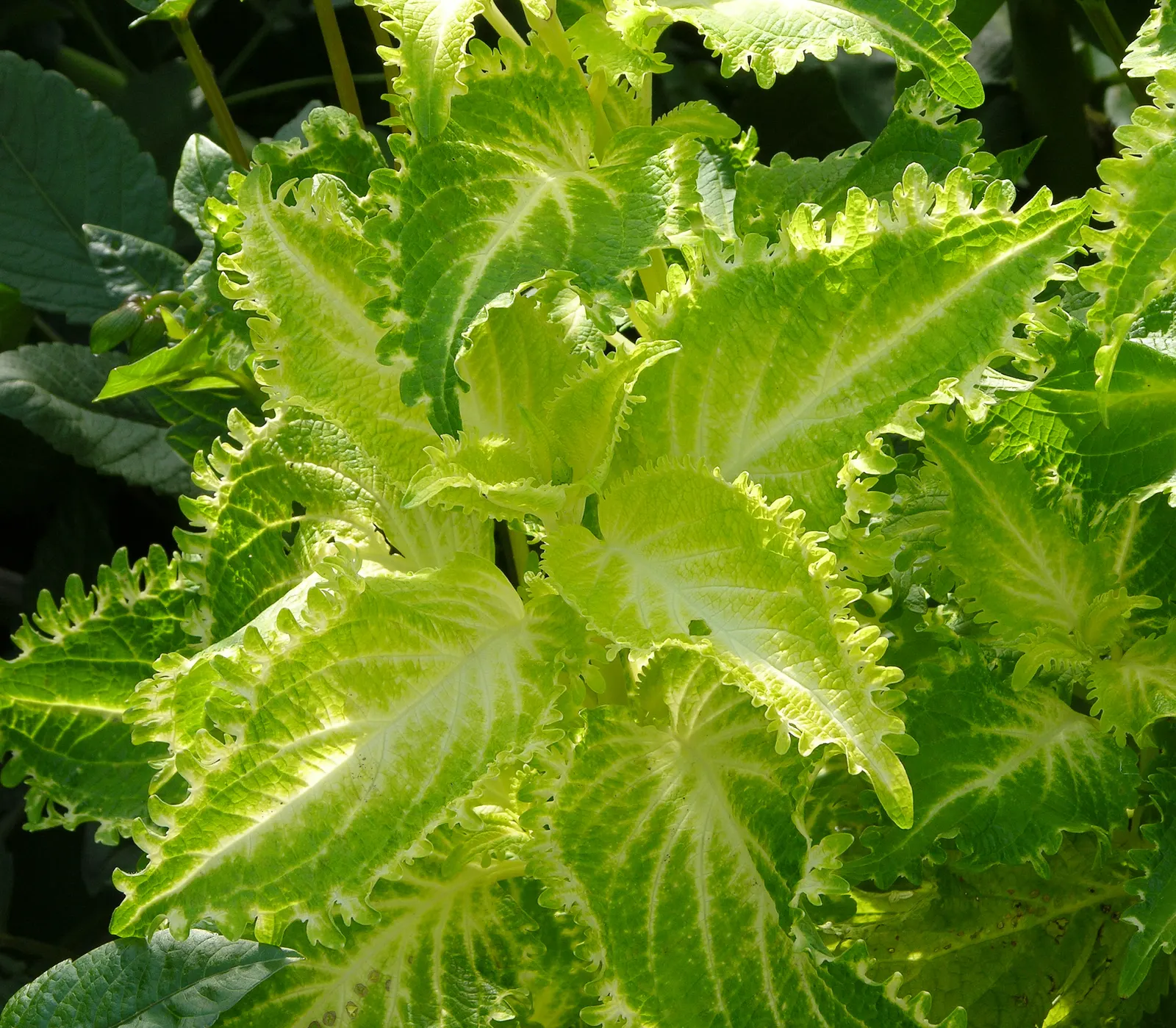 Coleus (Solenostemon Scutellarioides) — from deep burgundy and bright scarlet to chartreuse and electric lime green; uSDA Hardiness Zones 10-11, image 121