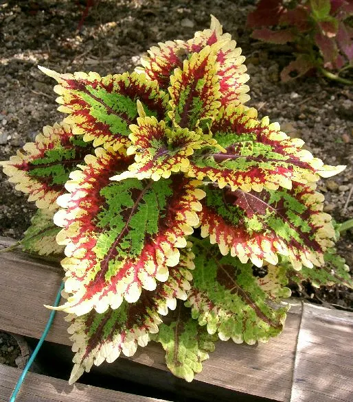 Coleus (Solenostemon Scutellarioides) — is a vibrant and versatile herbaceous perennial; pinch back flowers to maintain foliage vibrancy, image 171
