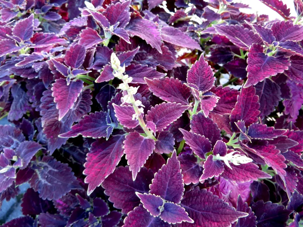 Coleus (Solenostemon Scutellarioides) — USDA Hardiness Zones 10-11; regular feeding with a balanced, image 142