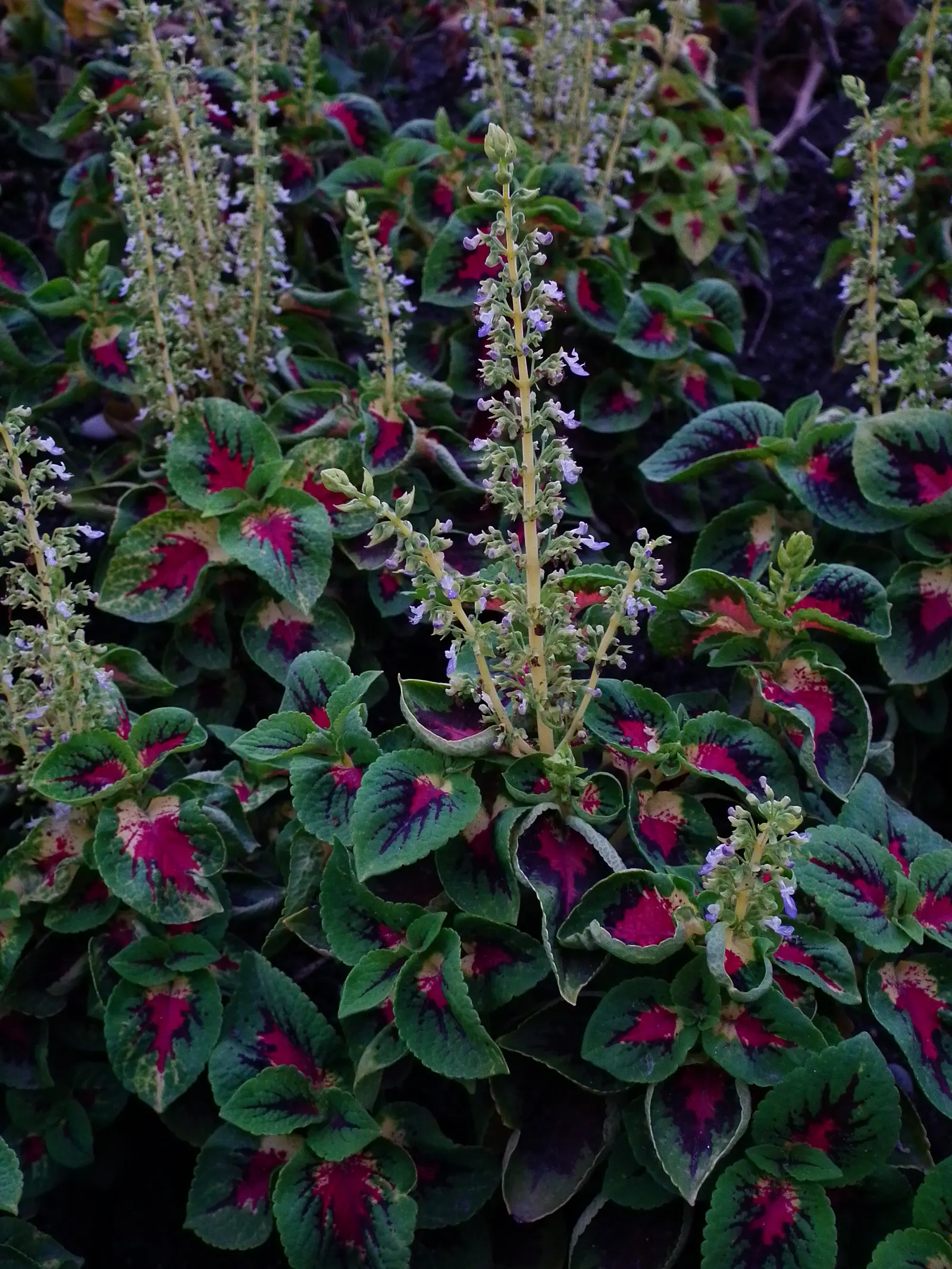 Coleus (Solenostemon Scutellarioides) — USDA Hardiness Zones 10-11; regular feeding with a balanced, image 169