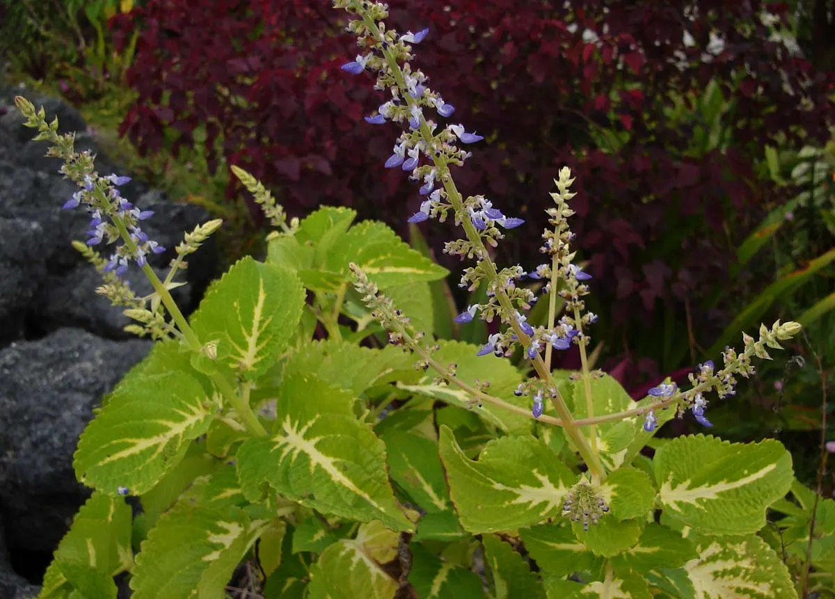 Coleus (Solenostemon Scutellarioides) — Coleus fits well in both container plantings and mixed borders, image 41