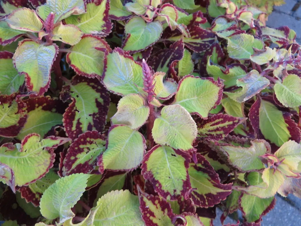 Coleus (Solenostemon Scutellarioides) — It should be kept evenly moist but not waterlogged