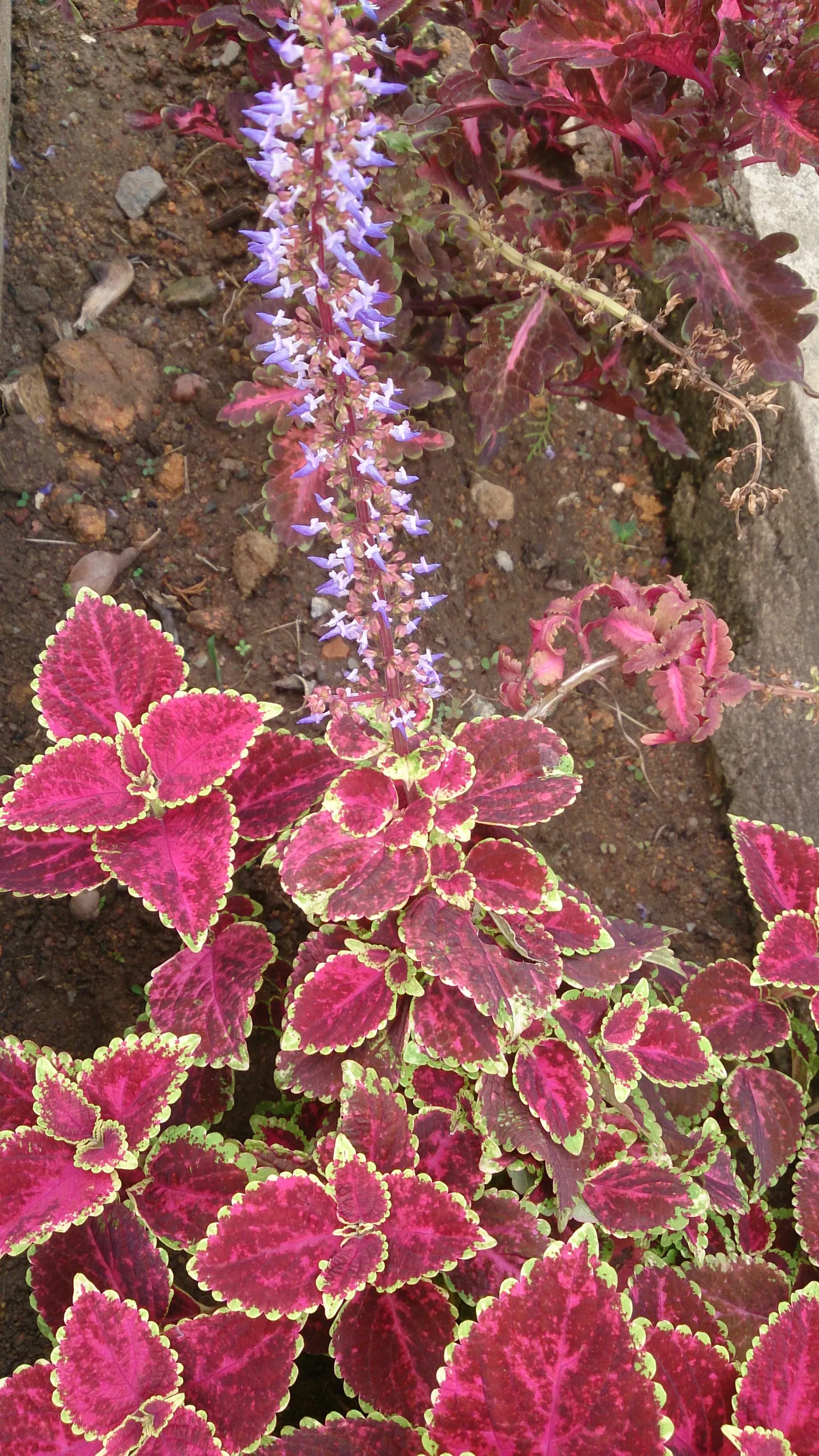 Coleus (Solenostemon Scutellarioides) — Coleus requires well-draining soil rich in organic matter; properly known as Solenostemon scutellarioides, image 125