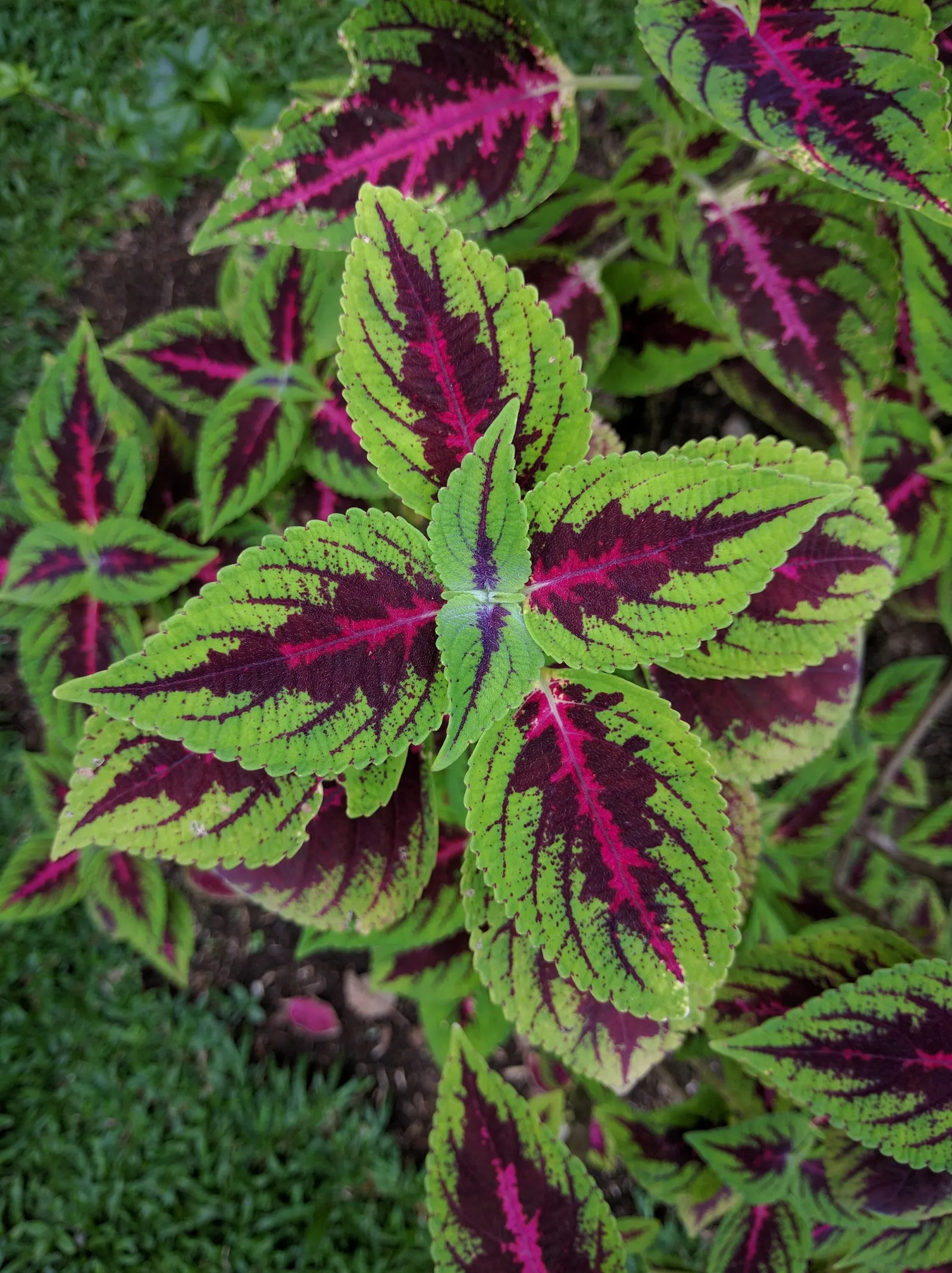 Coleus (Solenostemon Scutellarioides) — Coleus (Solenostemon scutellarioides) is renowned for its vibrant foliage featuring a kaleidoscope of, image 190