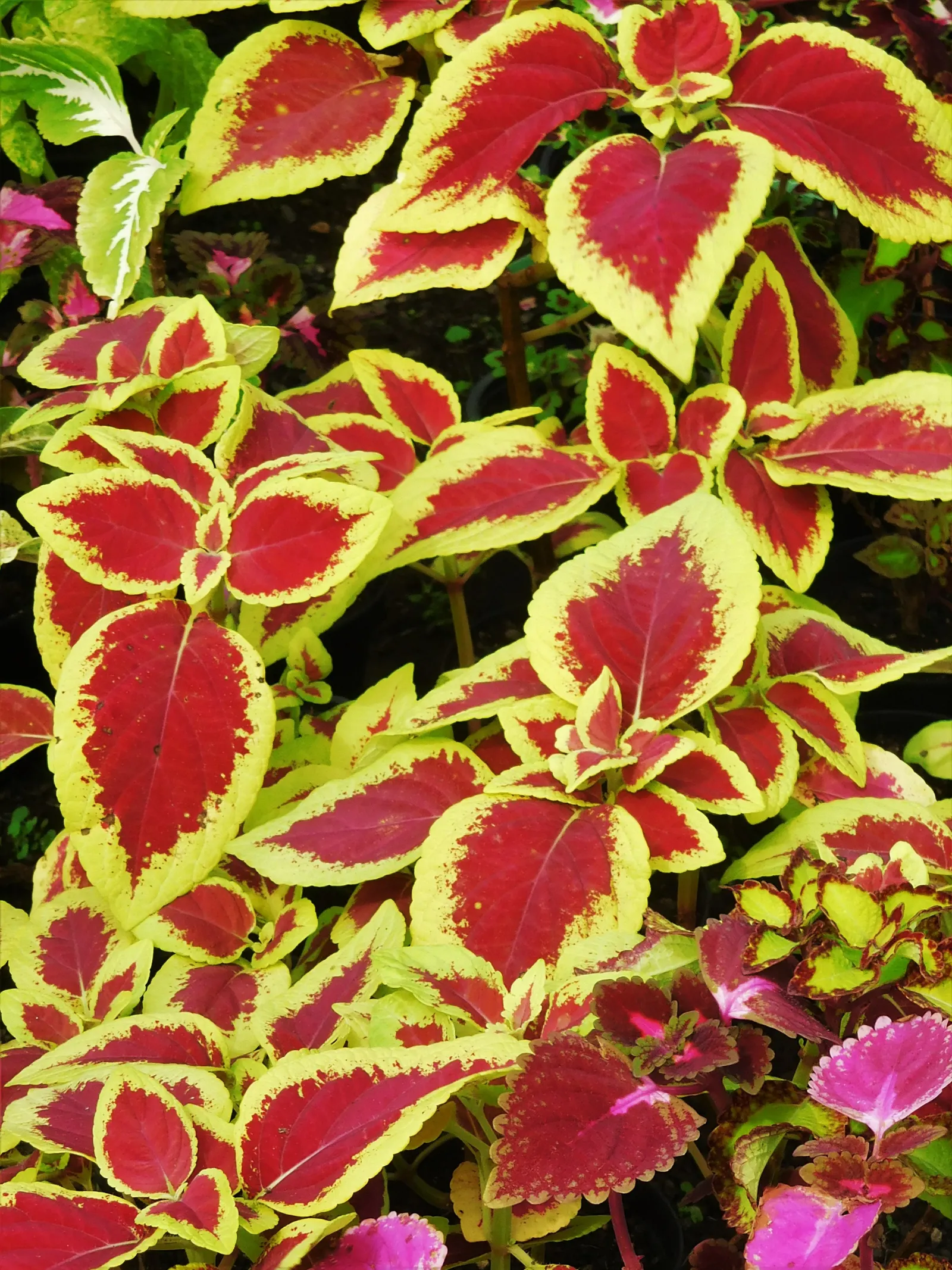 Coleus (Solenostemon Scutellarioides) — properly known as Solenostemon scutellarioides; is necessary to keep the Coleus looking its best throughout, image 170