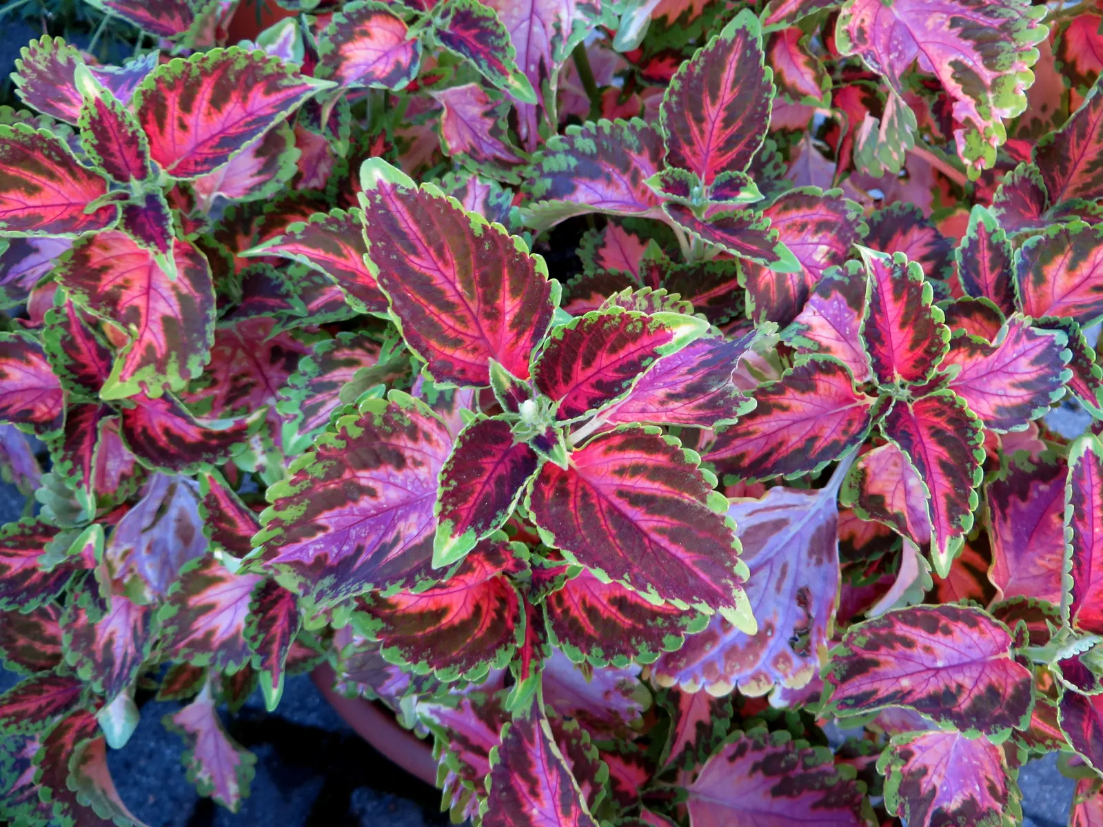 Coleus (Solenostemon Scutellarioides) — Thriving in USDA hardiness zones 10 to 11, it is typically grown as an annual in temperate climates, image 173