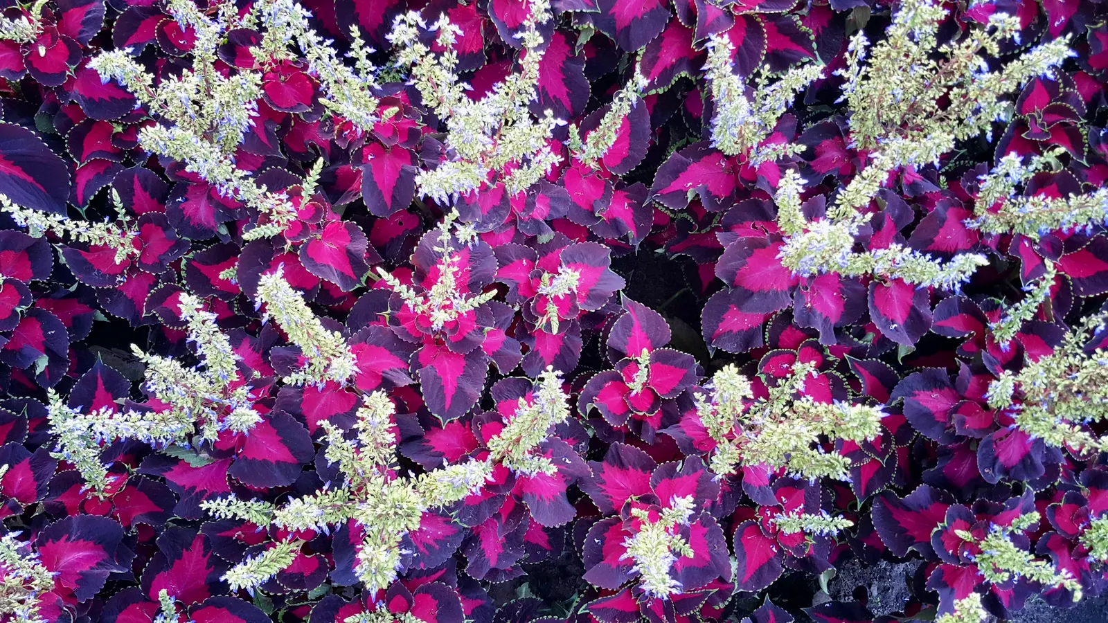 Coleus (Solenostemon Scutellarioides) — consider its function as a texture and color contrast amidst other plants; is a vibrant and versatile herbaceous