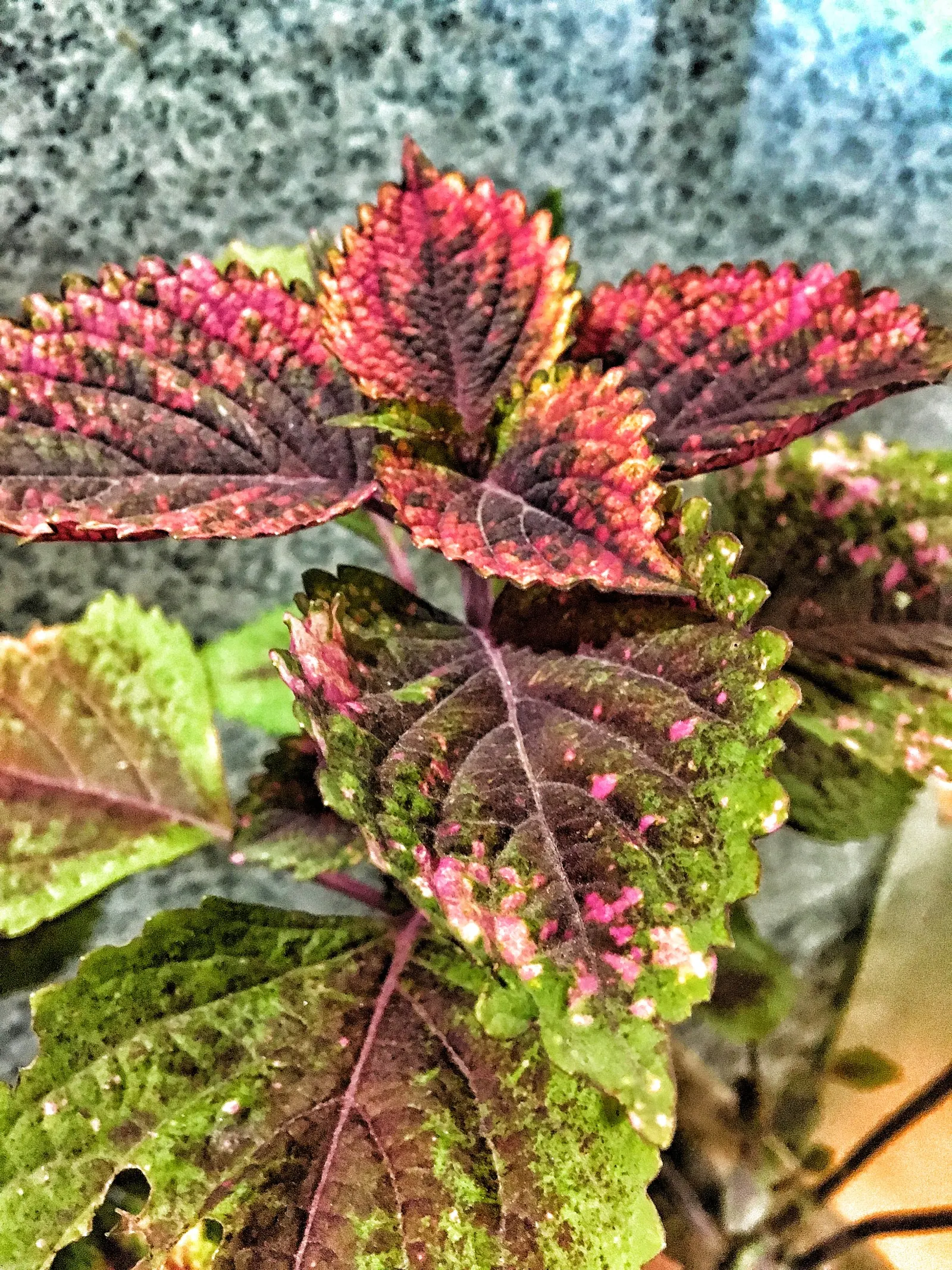 Coleus (Solenostemon Scutellarioides) — Its leaves burst with a kaleidoscope of colors; annual for half or shade, image 93