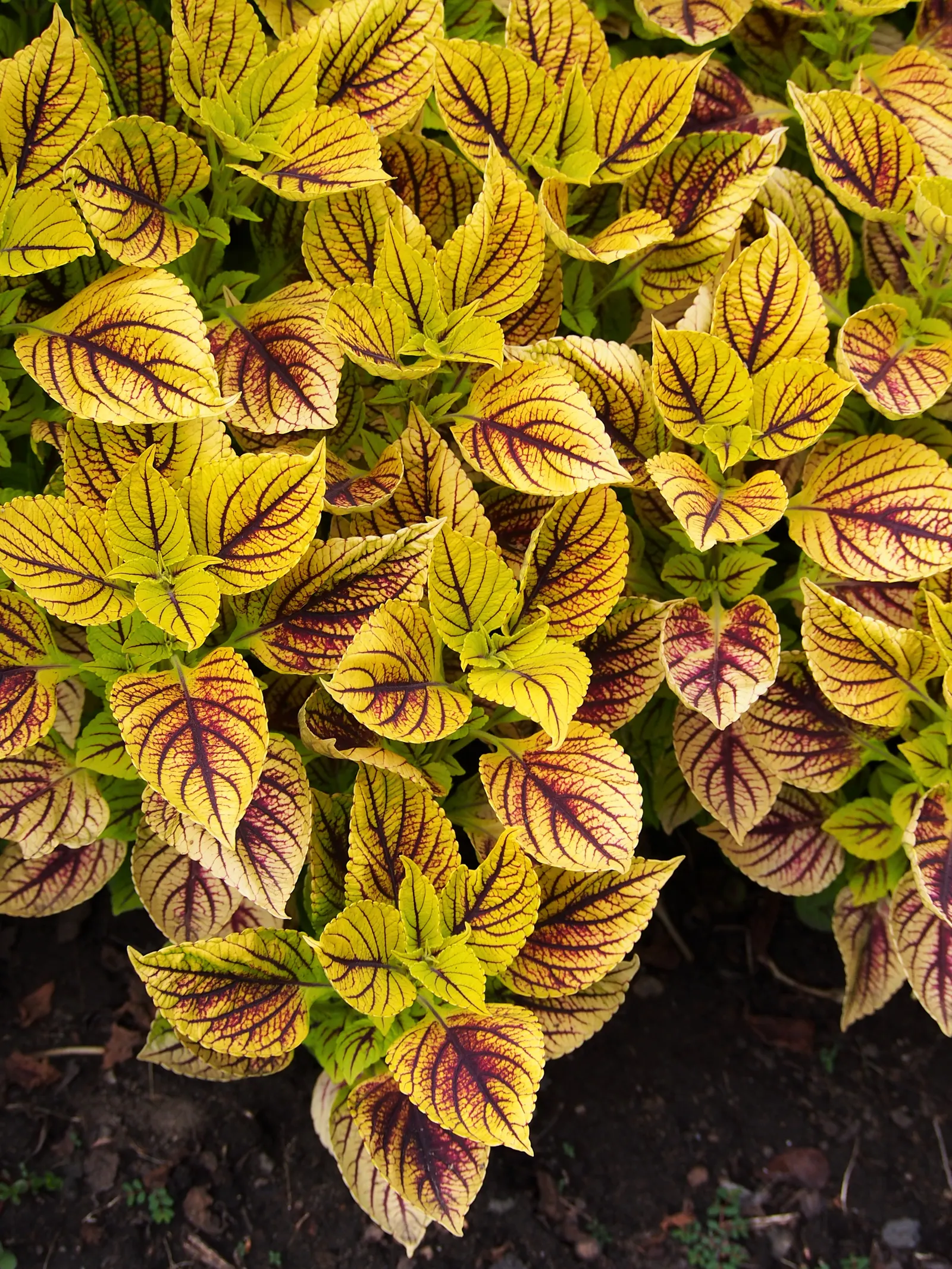 Coleus (Solenostemon Scutellarioides) — from deep burgundy and bright scarlet to chartreuse and electric lime green; uSDA Hardiness Zones 10-11