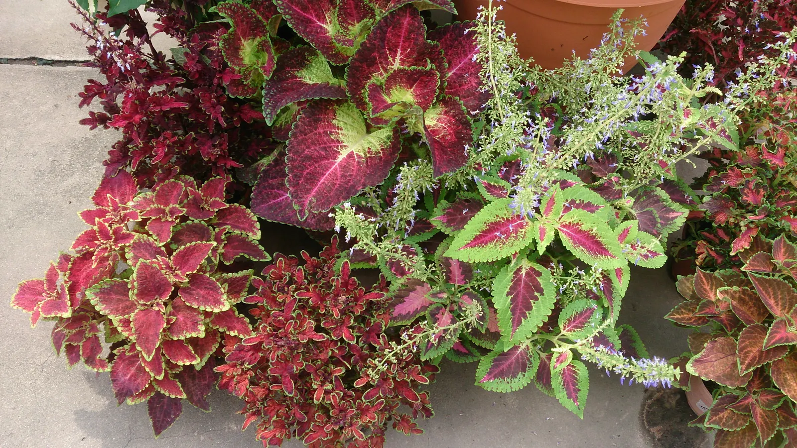 Coleus (Solenostemon Scutellarioides) — notable for its eye-catching foliage