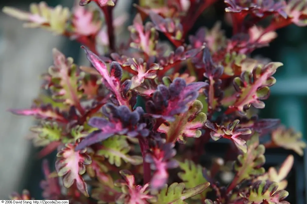 Coleus (Solenostemon Scutellarioides) — Its showy foliage pairs well with both flowering plants and those with more subdued hues; providing afternoon shade is