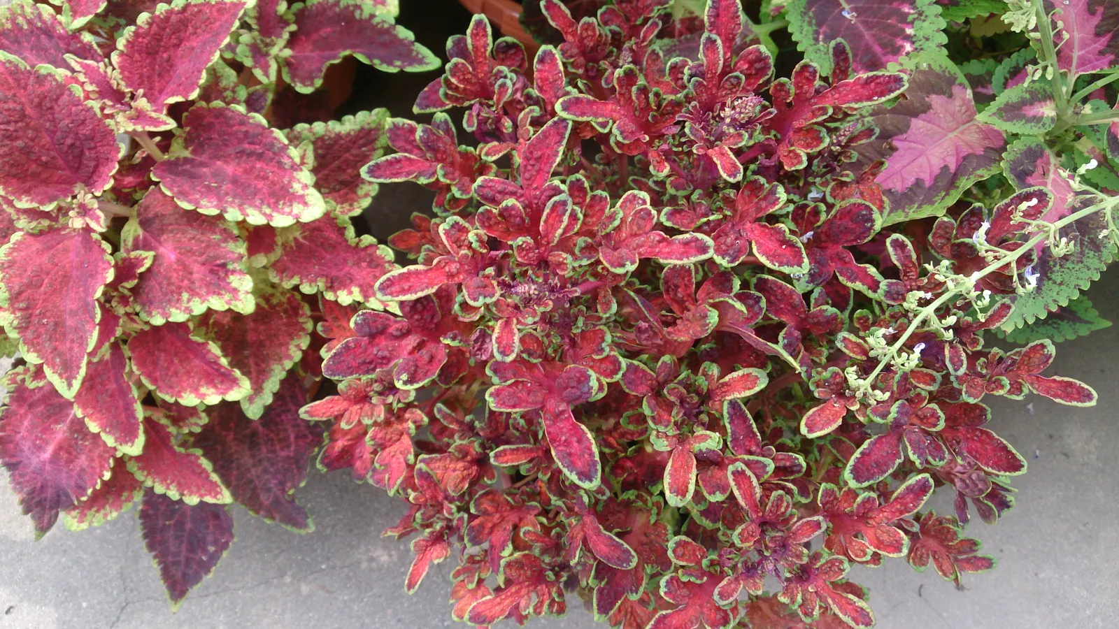 Coleus (Solenostemon Scutellarioides) — Coleus (Solenostemon scutellarioides) is renowned for its vibrant foliage featuring a kaleidoscope of, image 55