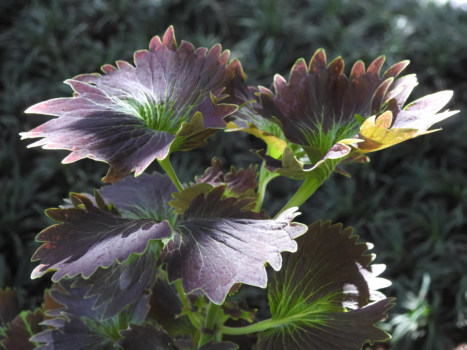 Coleus (Solenostemon Scutellarioides) — Coleus requires well-draining soil rich in organic matter; properly known as Solenostemon scutellarioides, image 179