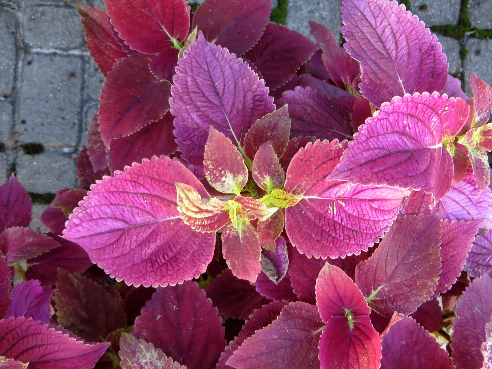 Coleus (Solenostemon Scutellarioides) — Pinch back flowers to maintain foliage vibrancy; its leaves burst with a kaleidoscope of colors, image 168