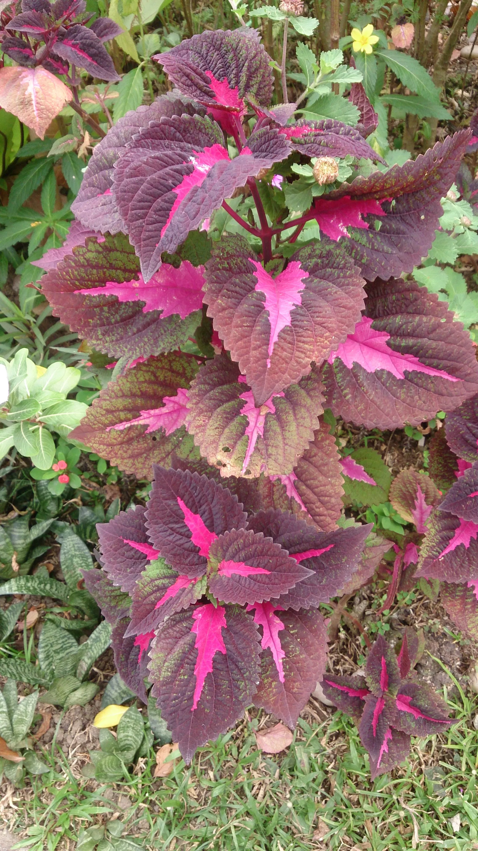 Coleus (Solenostemon Scutellarioides) — is a vibrant and versatile herbaceous perennial