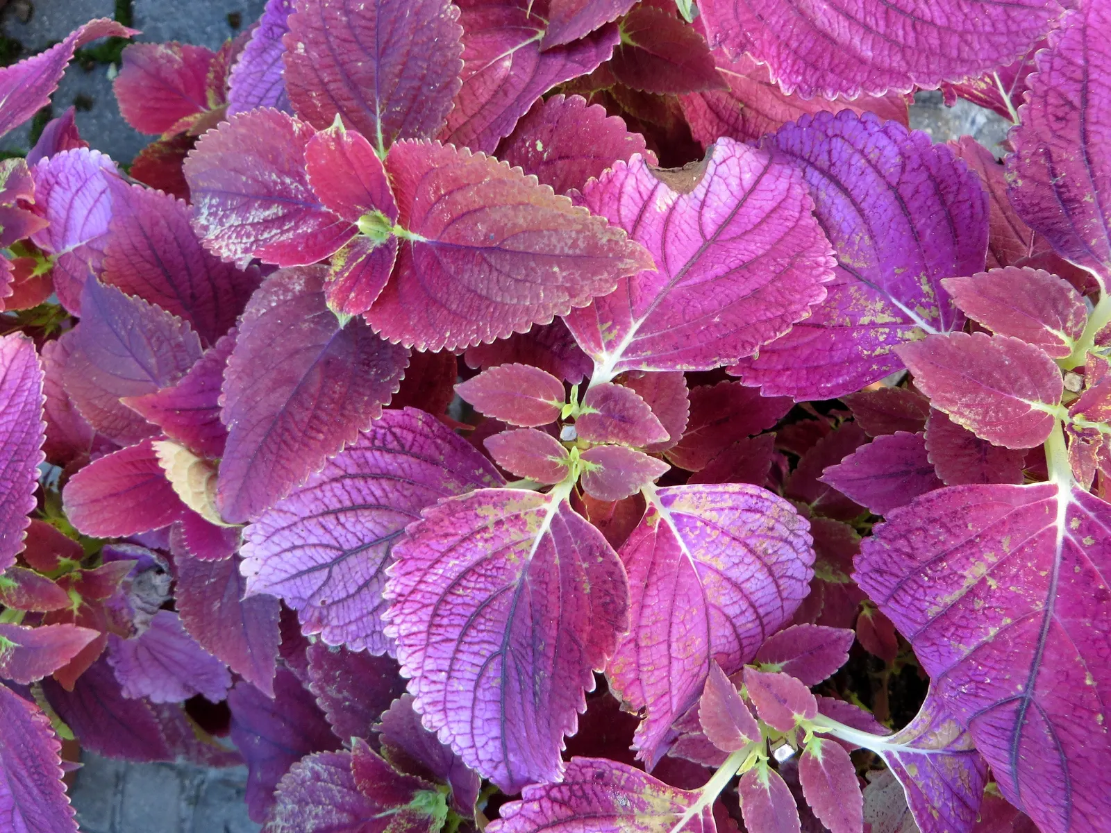 Coleus (Solenostemon Scutellarioides) — is necessary to keep the Coleus looking its best throughout the growing season; coleus requires, image 188