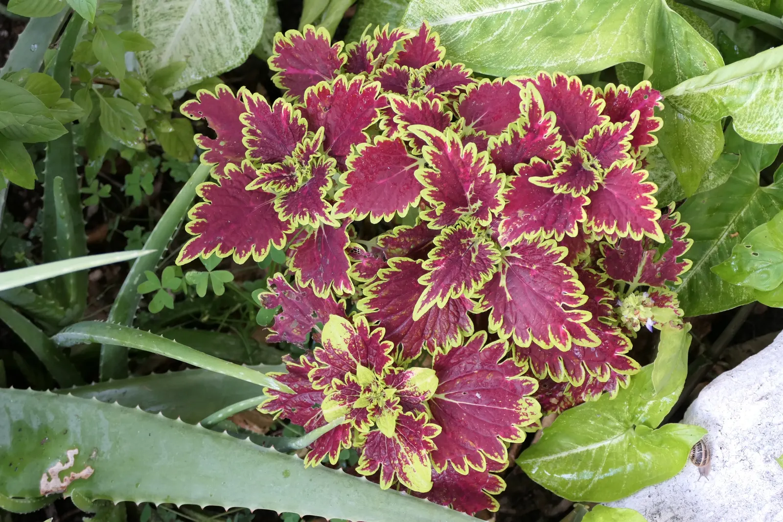 Coleus (Solenostemon Scutellarioides) — It should be kept evenly moist but not waterlogged; in regions with intense heat, image 180