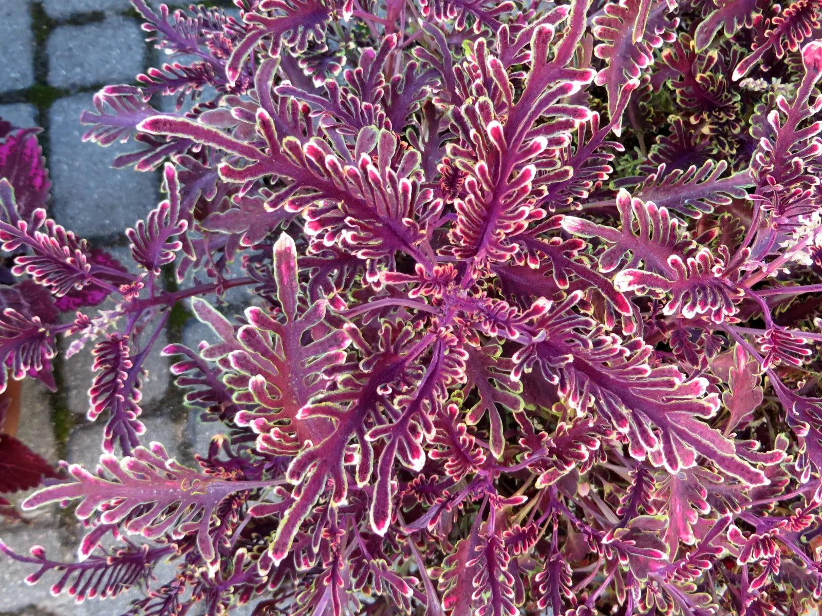 Coleus (Solenostemon Scutellarioides) — In regions with intense heat; consider its function as a texture and color contrast amidst other plants, image 150