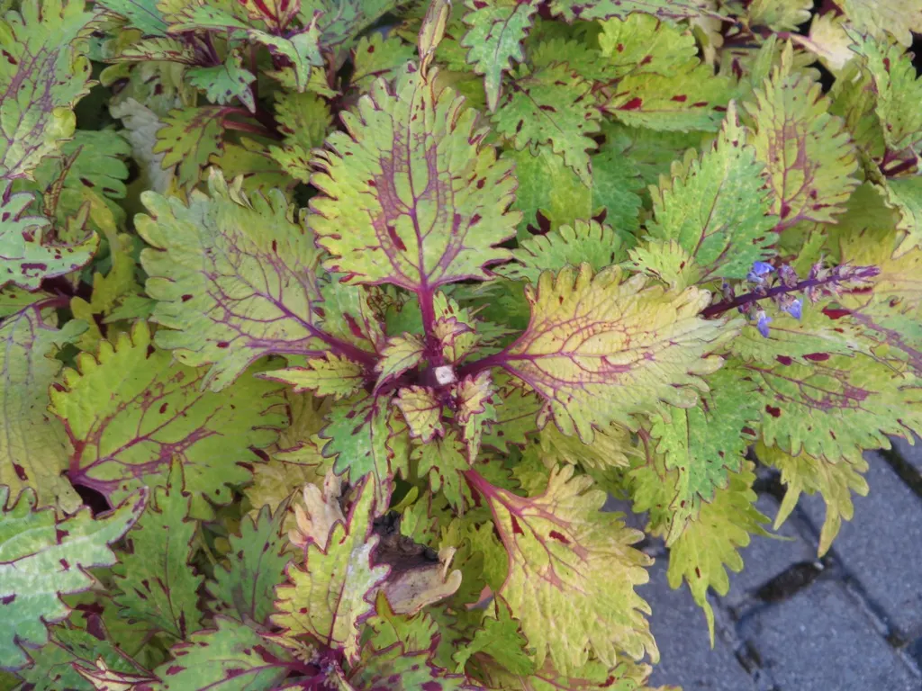 Coleus (Solenostemon Scutellarioides) — properly known as Solenostemon scutellarioides; is necessary to keep the Coleus looking its best throughout, image 116