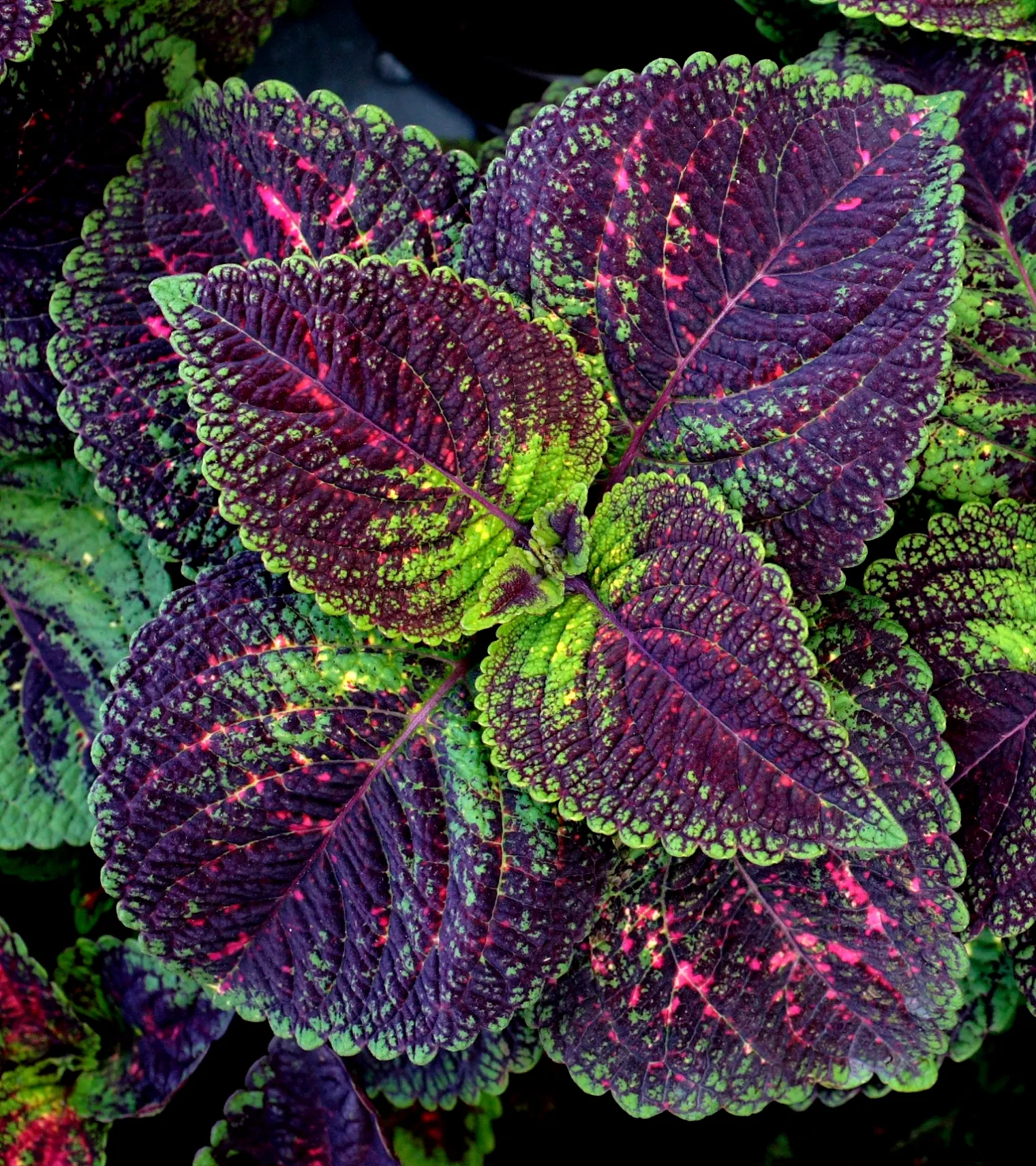Coleus (Solenostemon Scutellarioides) — is a vibrant and versatile herbaceous perennial; pinch back flowers to maintain foliage vibrancy, image 117