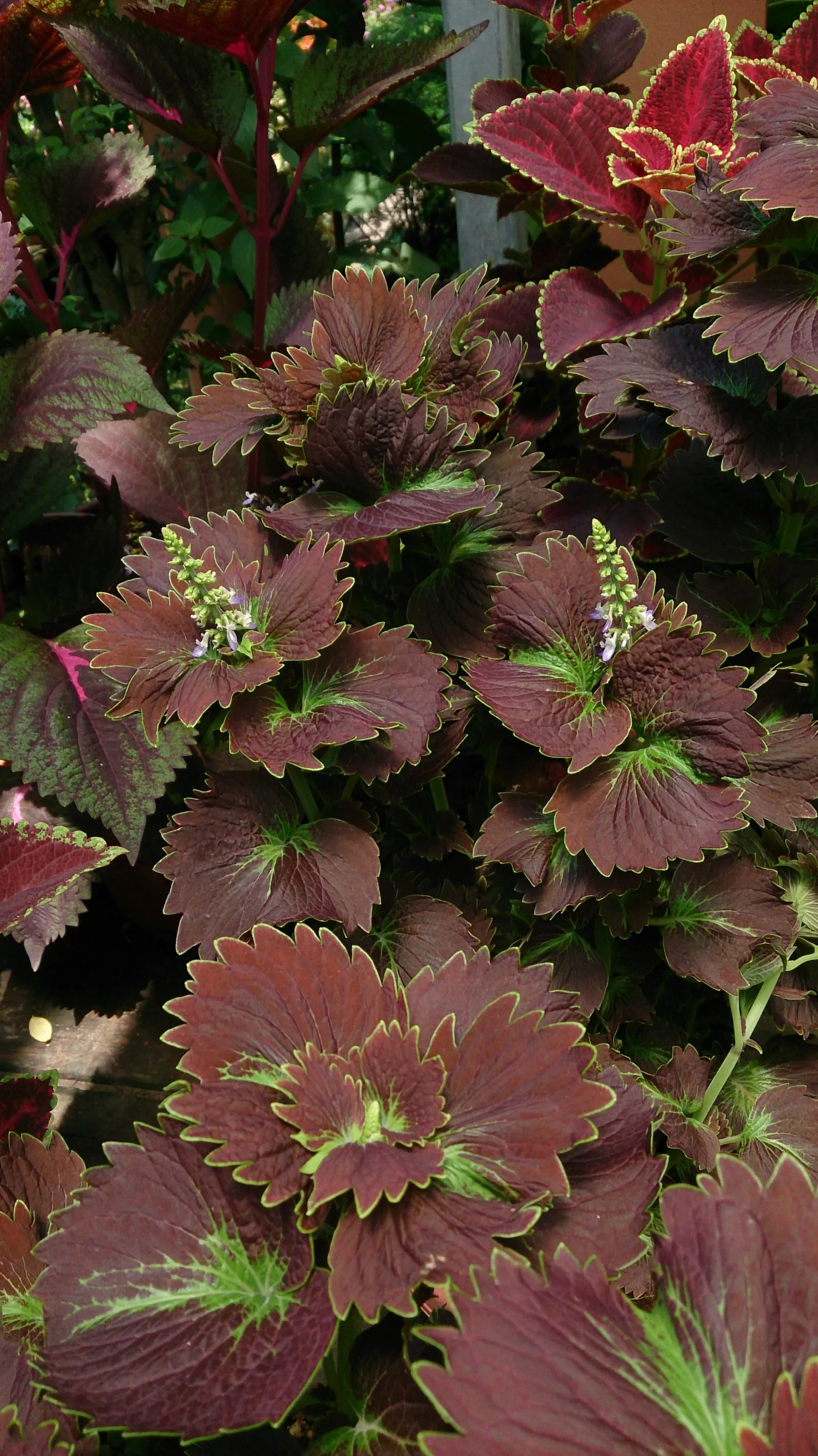 Coleus (Solenostemon Scutellarioides) — Pinch back flowers to maintain foliage vibrancy; its leaves burst with a kaleidoscope of colors