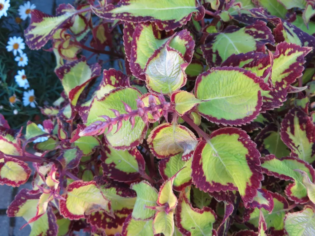 Coleus (Solenostemon Scutellarioides) — Pinch back flowers to maintain foliage vibrancy; its leaves burst with a kaleidoscope of colors, image 141