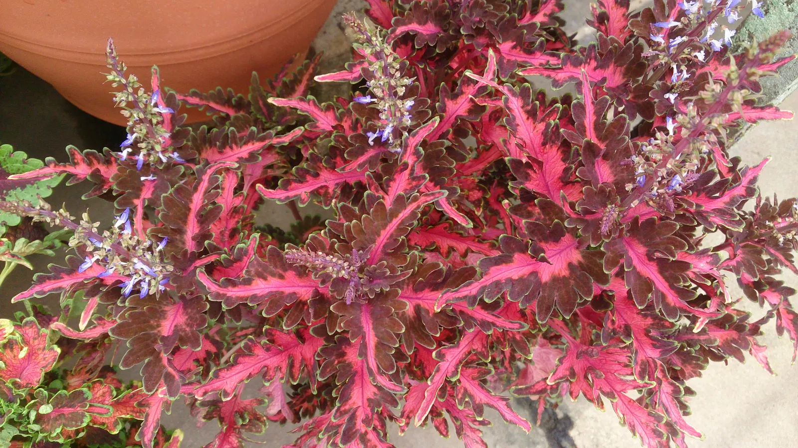 Coleus (Solenostemon Scutellarioides) — Its showy foliage pairs well with both flowering plants and those with more subdued hues; providing, image 76