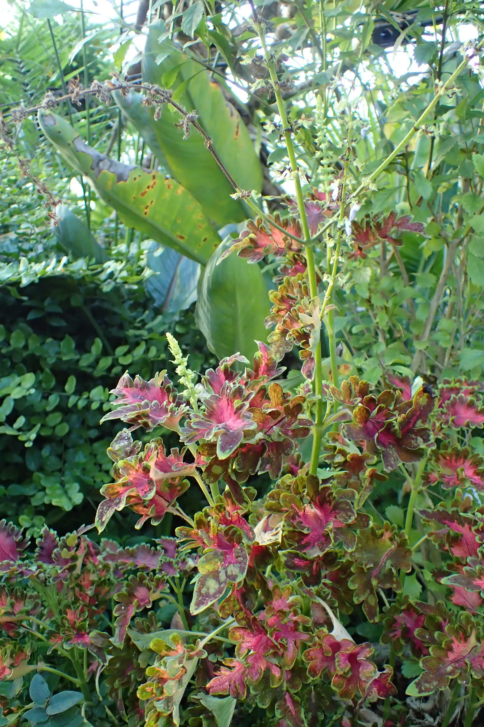 Coleus (Solenostemon Scutellarioides) — providing afternoon shade is beneficial to prevent leaf scorch.<br><br>For optimal growth; coleus, image 97