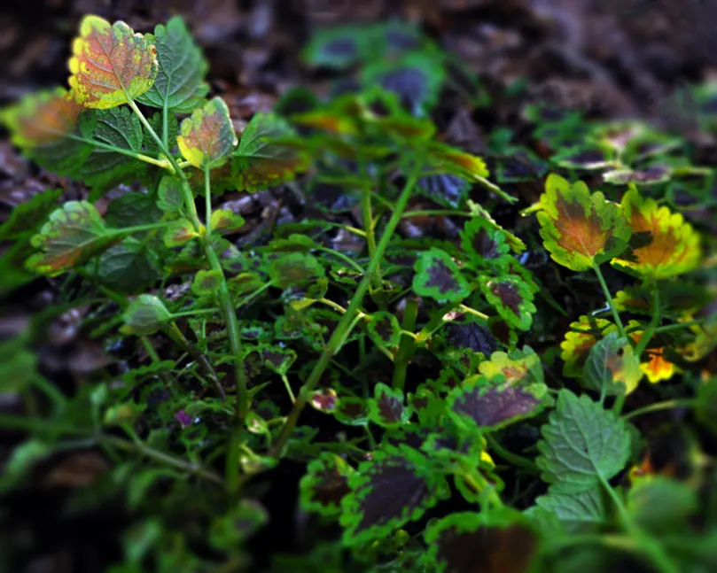 Coleus (Solenostemon Scutellarioides) — adding depth and interest to any garden composition, image 185