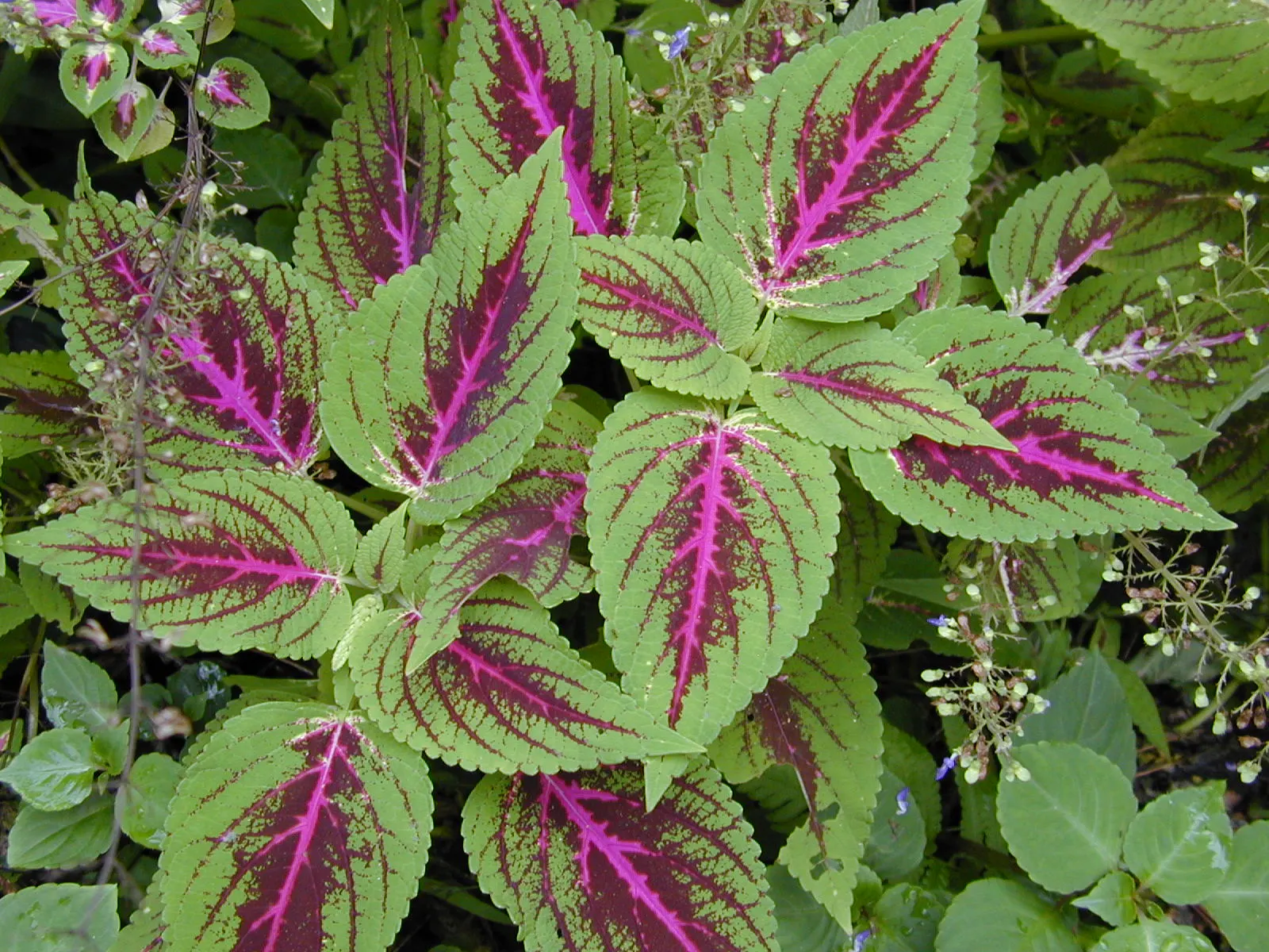 Coleus (Solenostemon Scutellarioides) — Thriving in USDA hardiness zones 10 to 11, it is typically grown as an annual in temperate climates; water-soluble