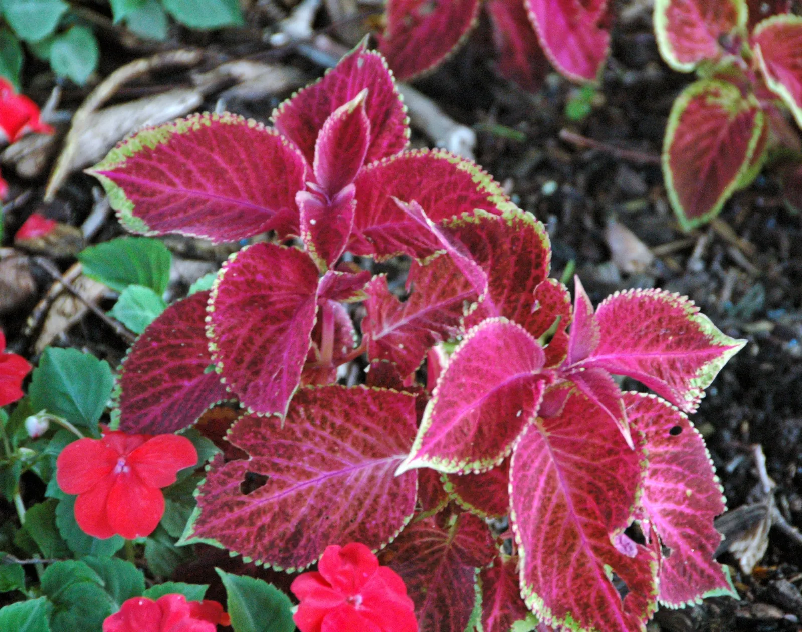Coleus (Solenostemon Scutellarioides) — Coleus (Solenostemon scutellarioides) is renowned for its vibrant foliage featuring a kaleidoscope of colors; best in