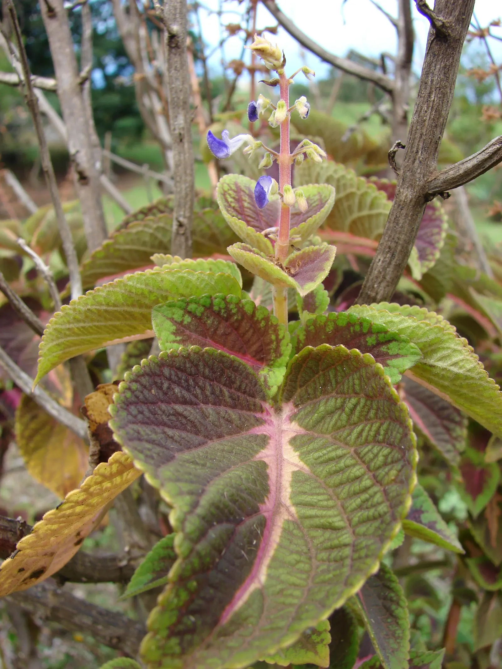 Coleus (Solenostemon Scutellarioides) — It should be kept evenly moist but not waterlogged; in regions with intense heat, image 153