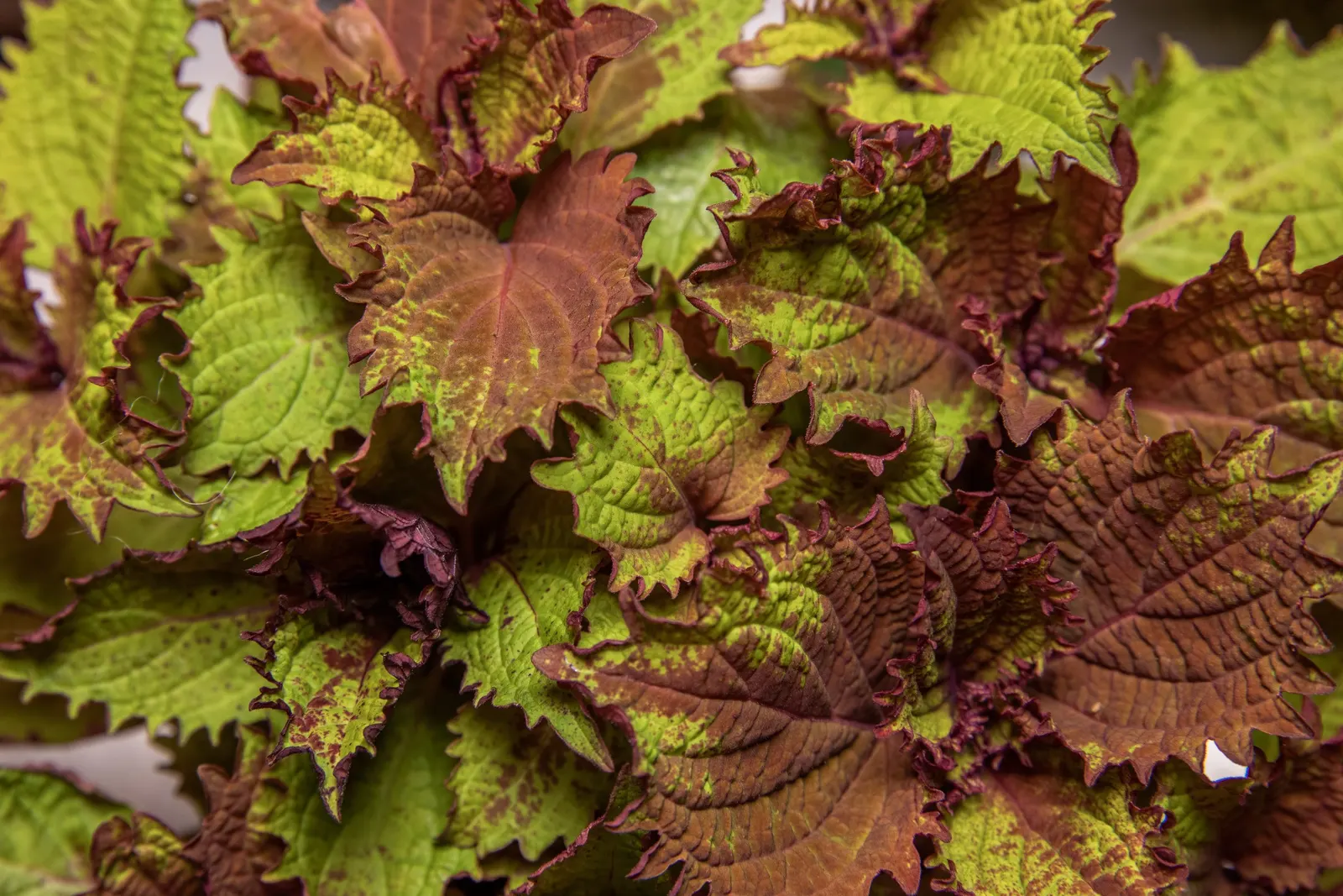 Coleus (Solenostemon Scutellarioides) — Keep soil consistently moist for optimal growth