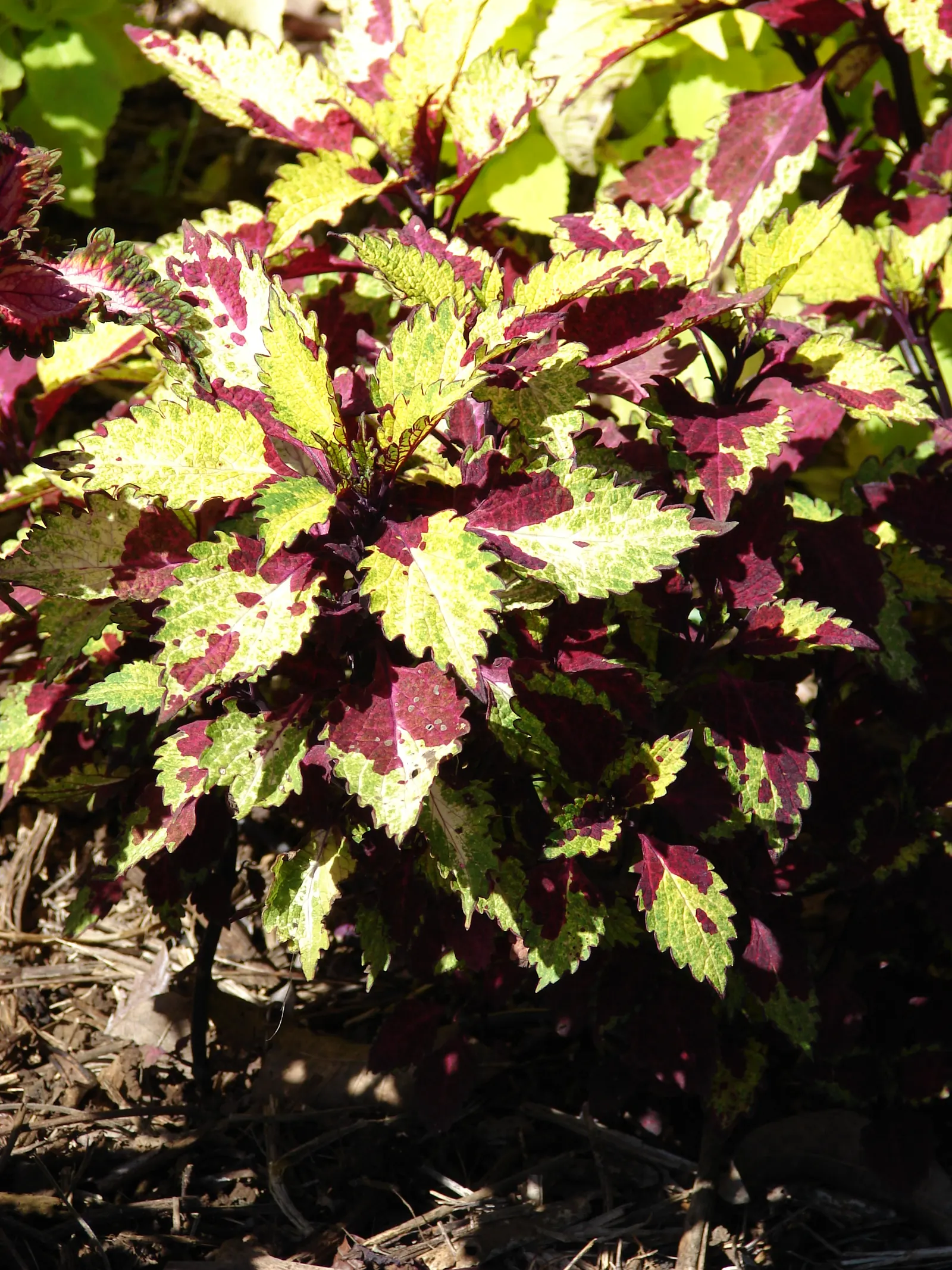 Coleus (Solenostemon Scutellarioides) — Coleus requires well-draining soil rich in organic matter; properly known as Solenostemon scutellarioides, image 98