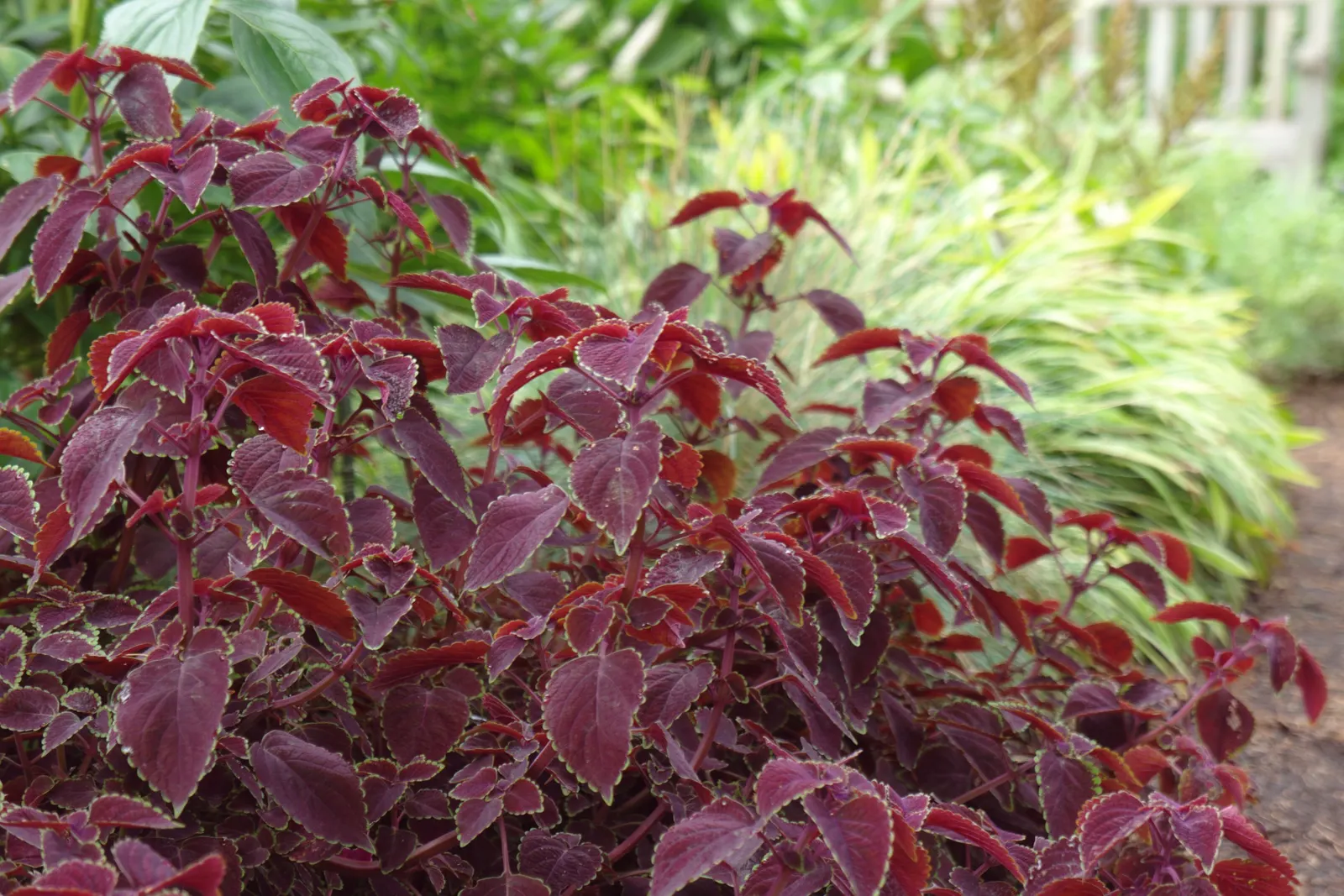 Coleus (Solenostemon Scutellarioides) — Its showy foliage pairs well with both flowering plants and those with more subdued hues; providing, image 157
