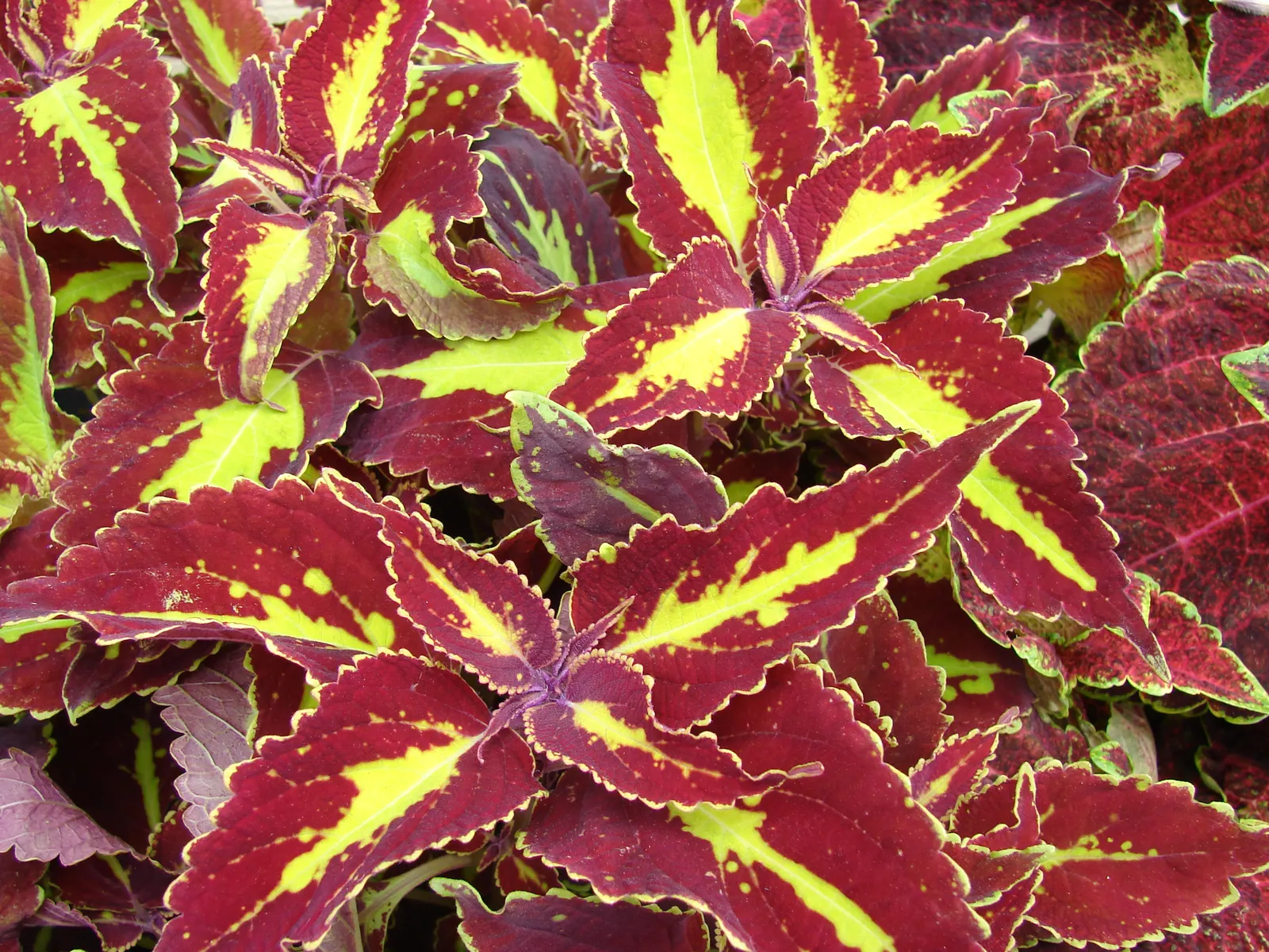 Coleus (Solenostemon Scutellarioides) — properly known as Solenostemon scutellarioides