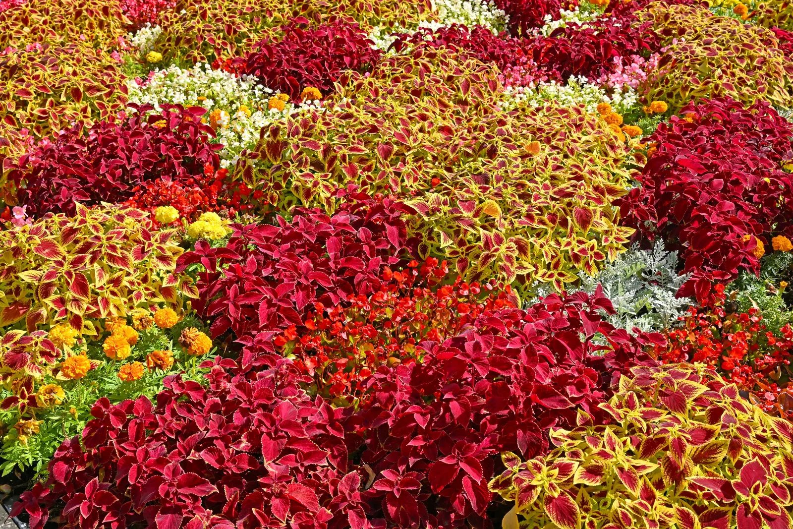 Coleus (Solenostemon Scutellarioides) — Coleus requires well-draining soil rich in organic matter; properly known as Solenostemon scutellarioides