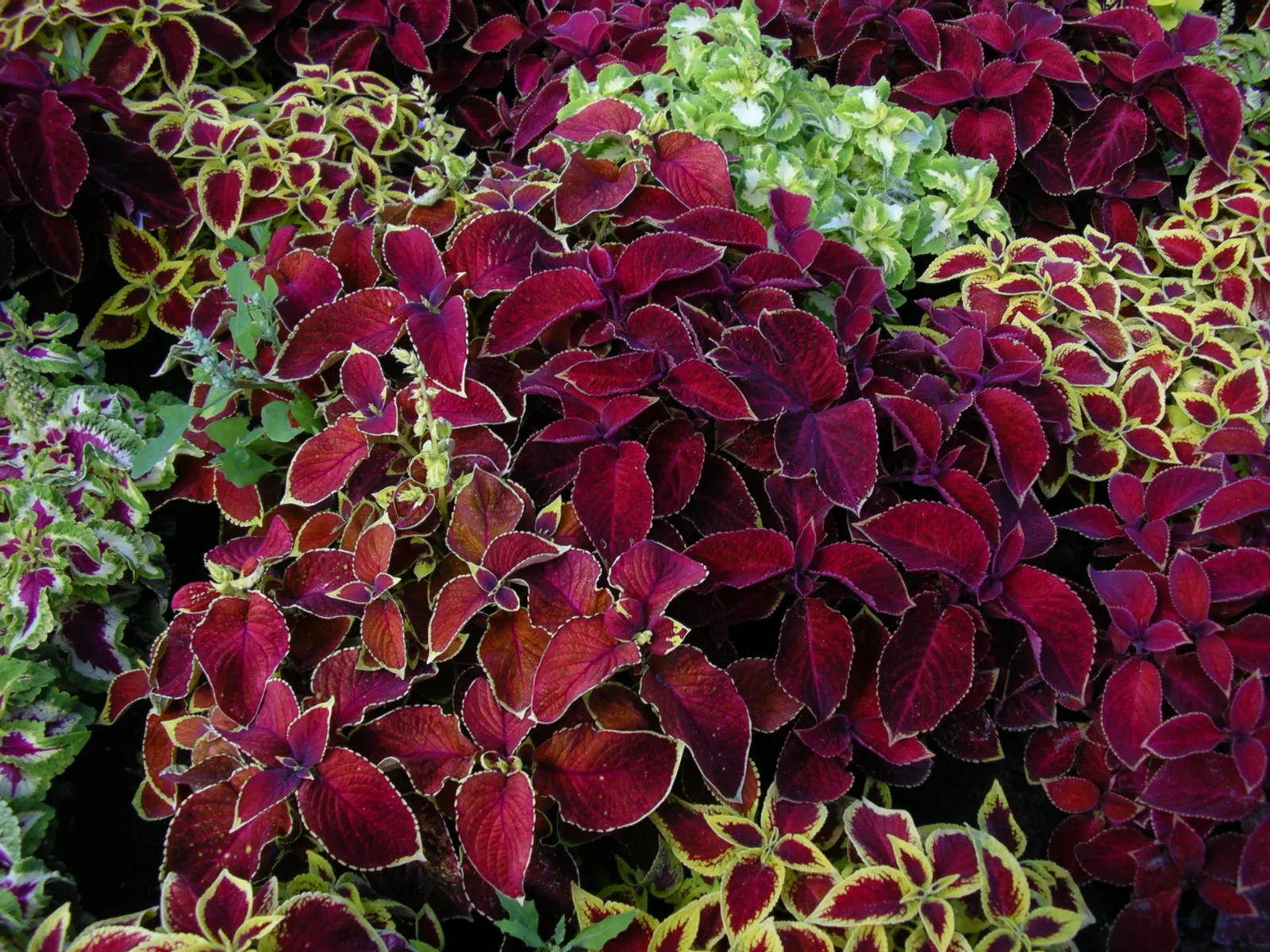 Coleus (Solenostemon Scutellarioides) — from deep burgundy and bright scarlet to chartreuse and electric lime green; uSDA Hardiness Zones 10-11, image 148
