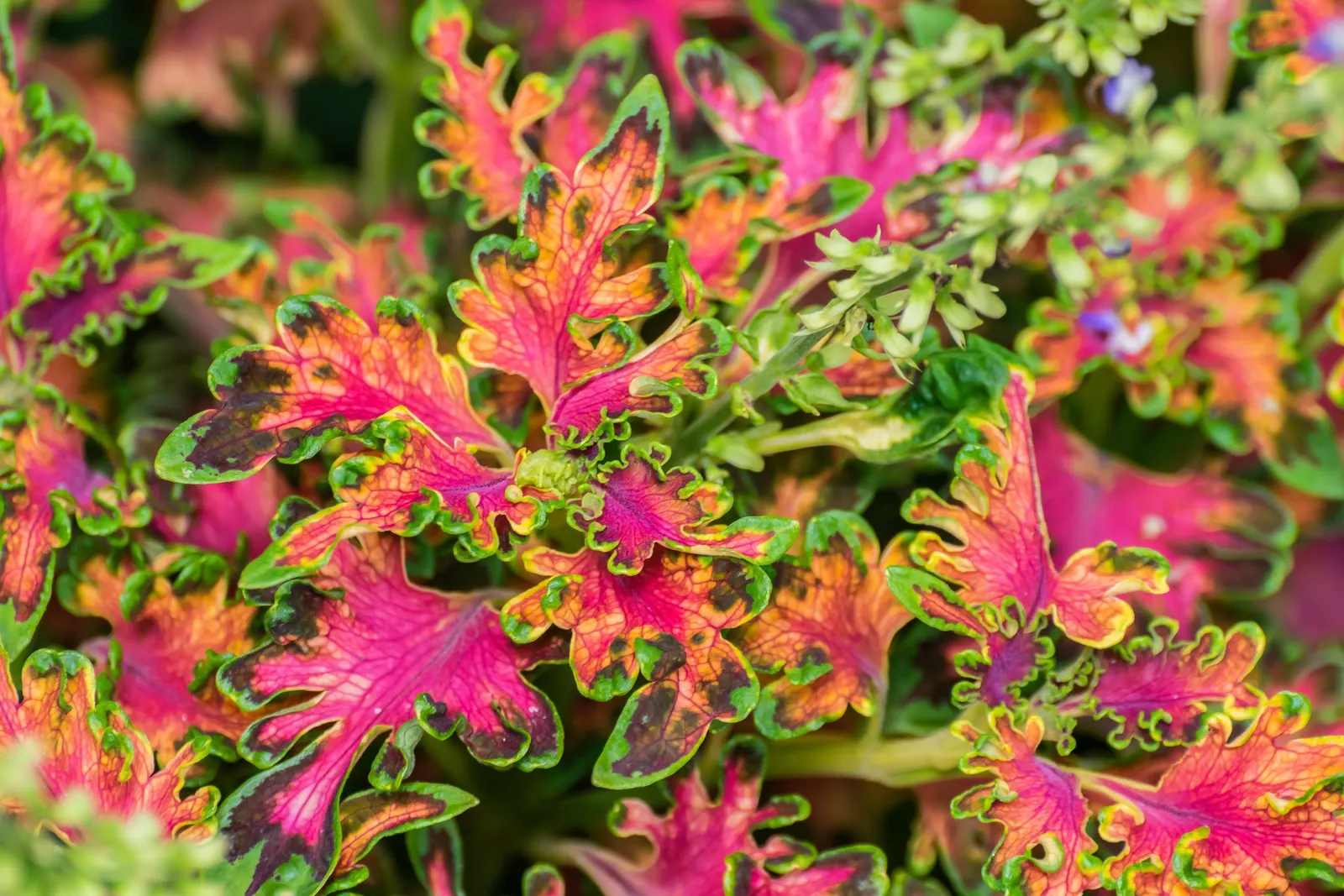 Coleus (Solenostemon Scutellarioides) — Best in rich, well-draining soil, Coleus adds instant visual interest to shade gardens and containers; such, image 58