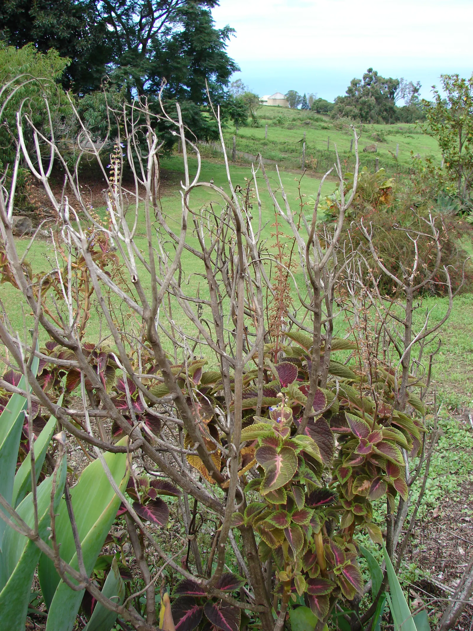 Coleus (Solenostemon Scutellarioides) — annual for half or shade; inform clients that periodic maintenance, image 162