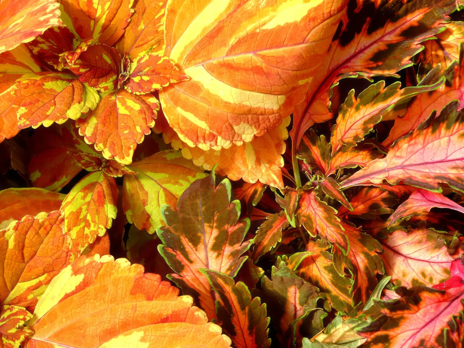 Coleus (Solenostemon Scutellarioides) — water-soluble fertilizer will promote vigorous growth and intense coloration of leaves; this easy-to-grow, image 74