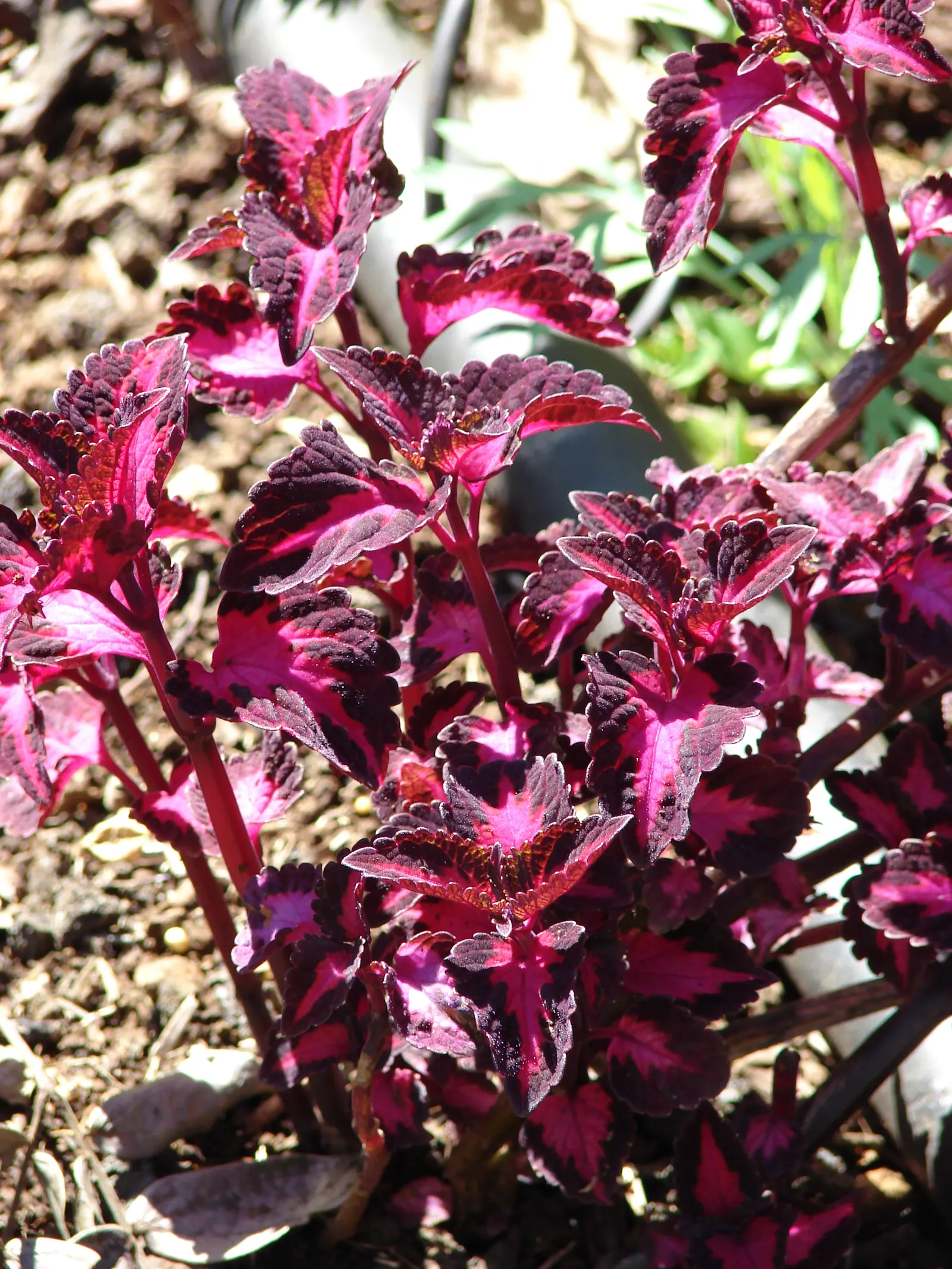 Coleus (Solenostemon Scutellarioides) — Keep soil consistently moist for optimal growth, image 140