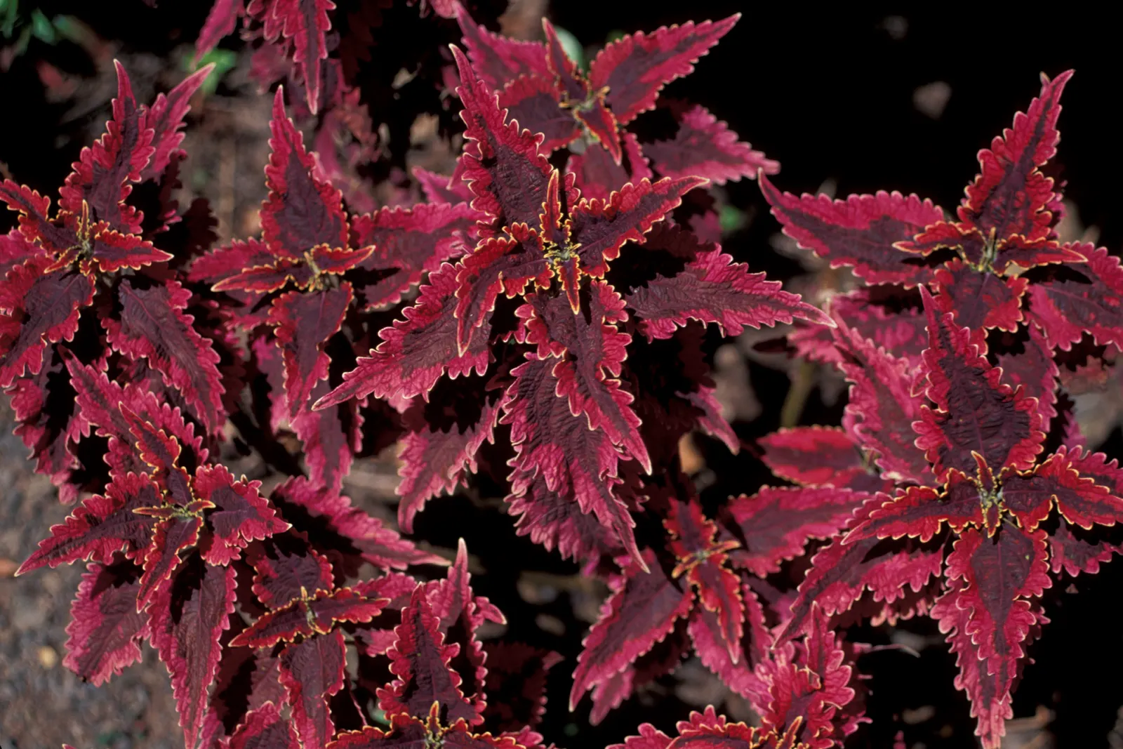 Coleus (Solenostemon Scutellarioides) — notable for its eye-catching foliage; from deep burgundy and bright scarlet to chartreuse and electric lime, image 118