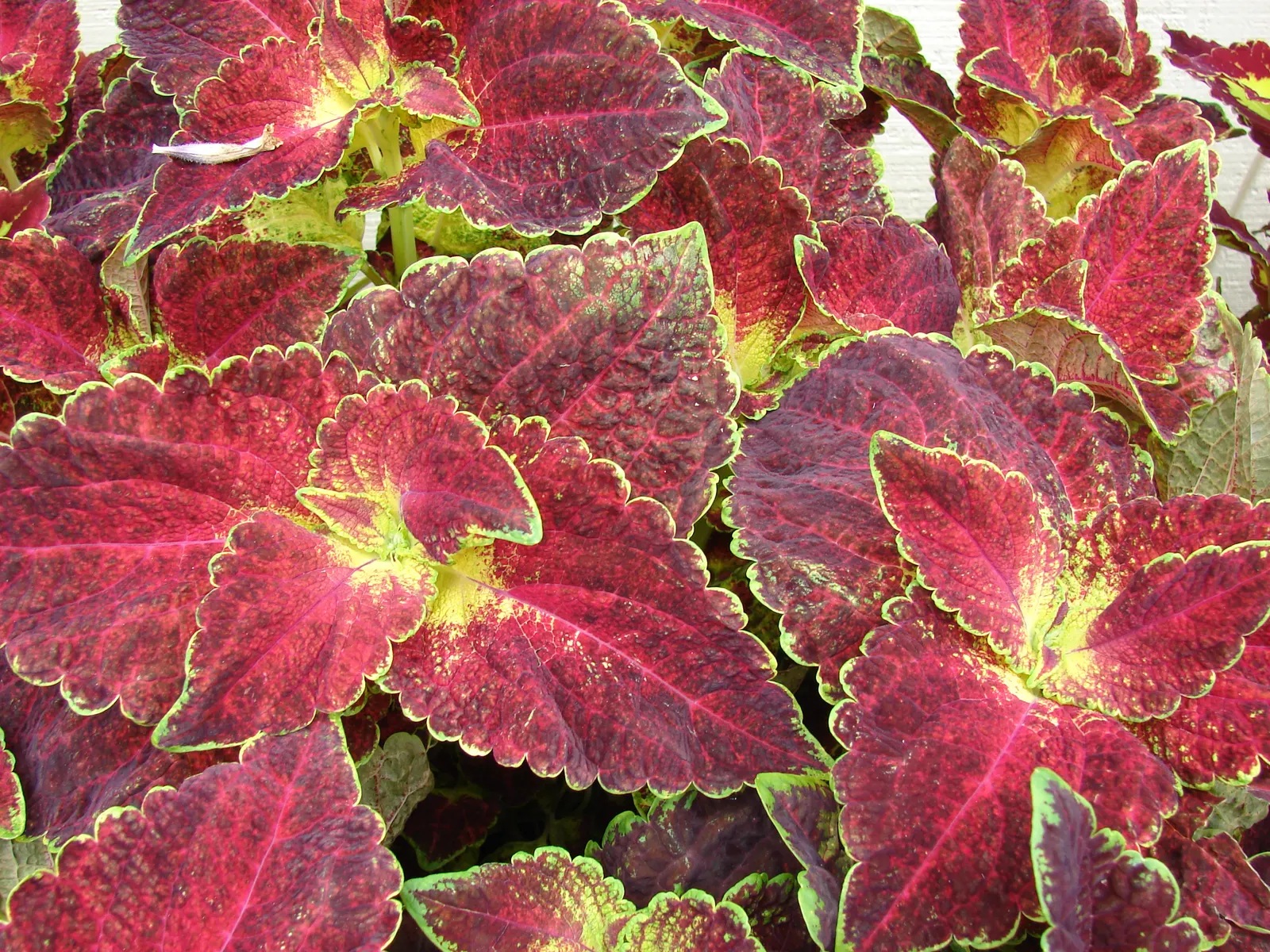 Coleus (Solenostemon Scutellarioides) — It should be kept evenly moist but not waterlogged; in regions with intense heat