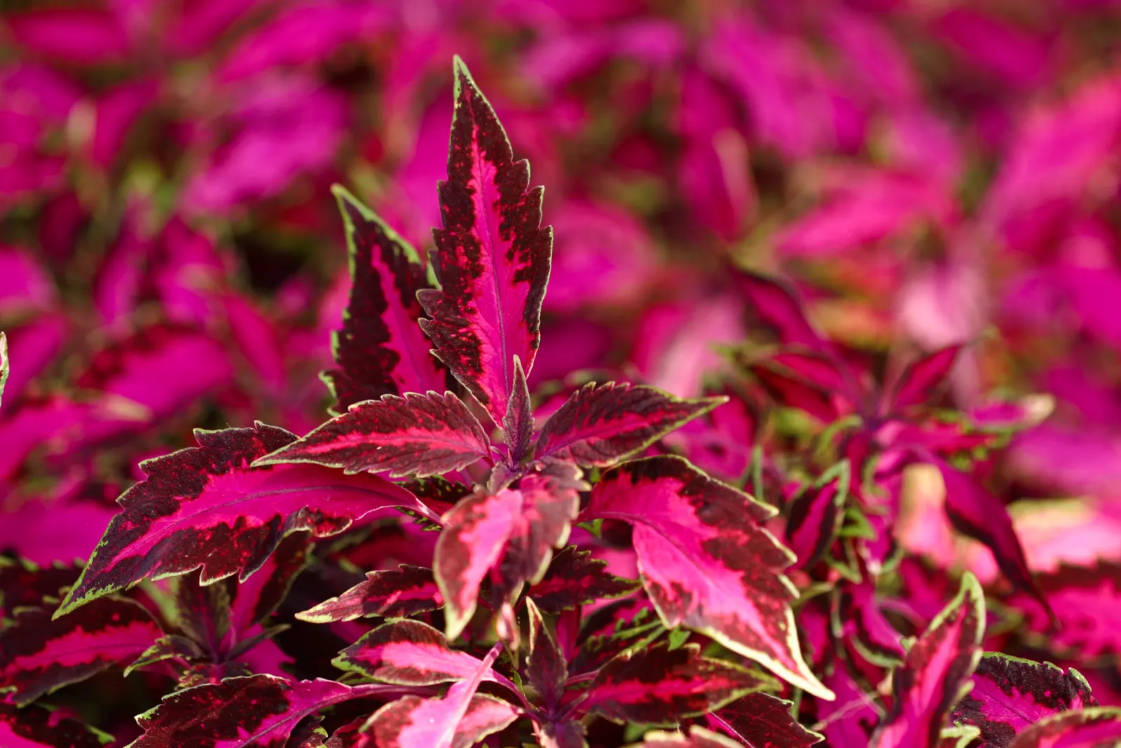 Coleus (Solenostemon Scutellarioides) — properly known as Solenostemon scutellarioides; is necessary to keep the Coleus looking its best throughout, image 89