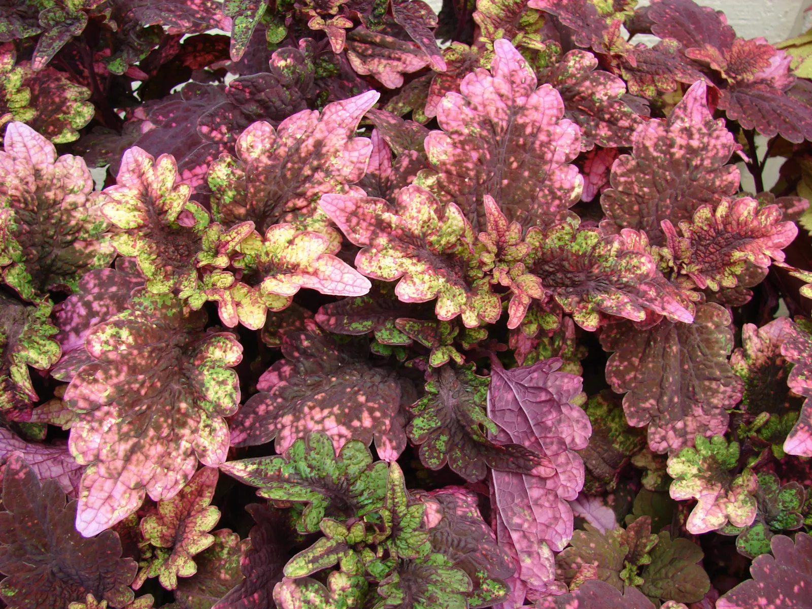 Coleus (Solenostemon Scutellarioides) — Regular feeding with a balanced; its showy foliage pairs well with both flowering plants and those with, image 73