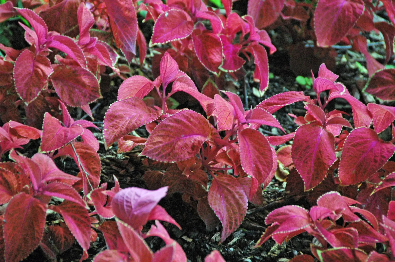 Coleus (Solenostemon Scutellarioides) — Its leaves burst with a kaleidoscope of colors; annual for half or shade, image 120