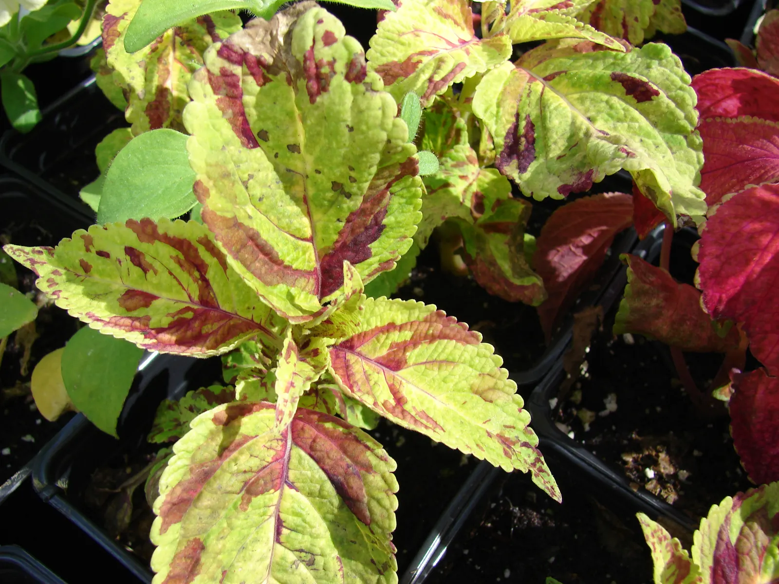 Coleus (Solenostemon Scutellarioides) — Best in rich, well-draining soil, Coleus adds instant visual interest to shade gardens and containers; such, image 85